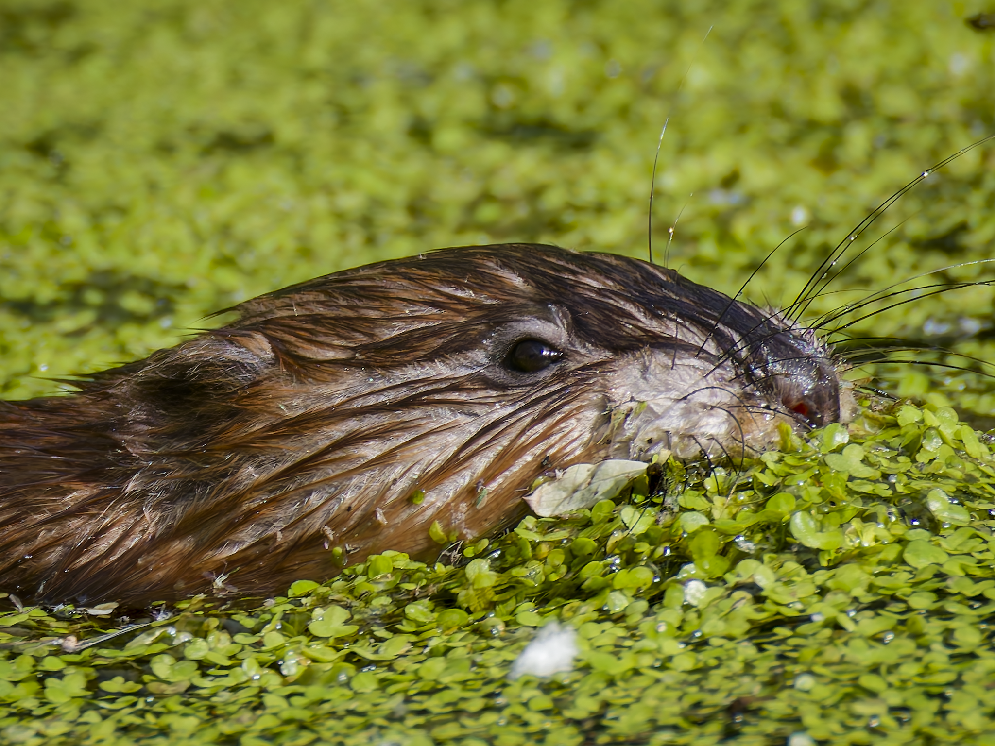 Muskrat 1.png