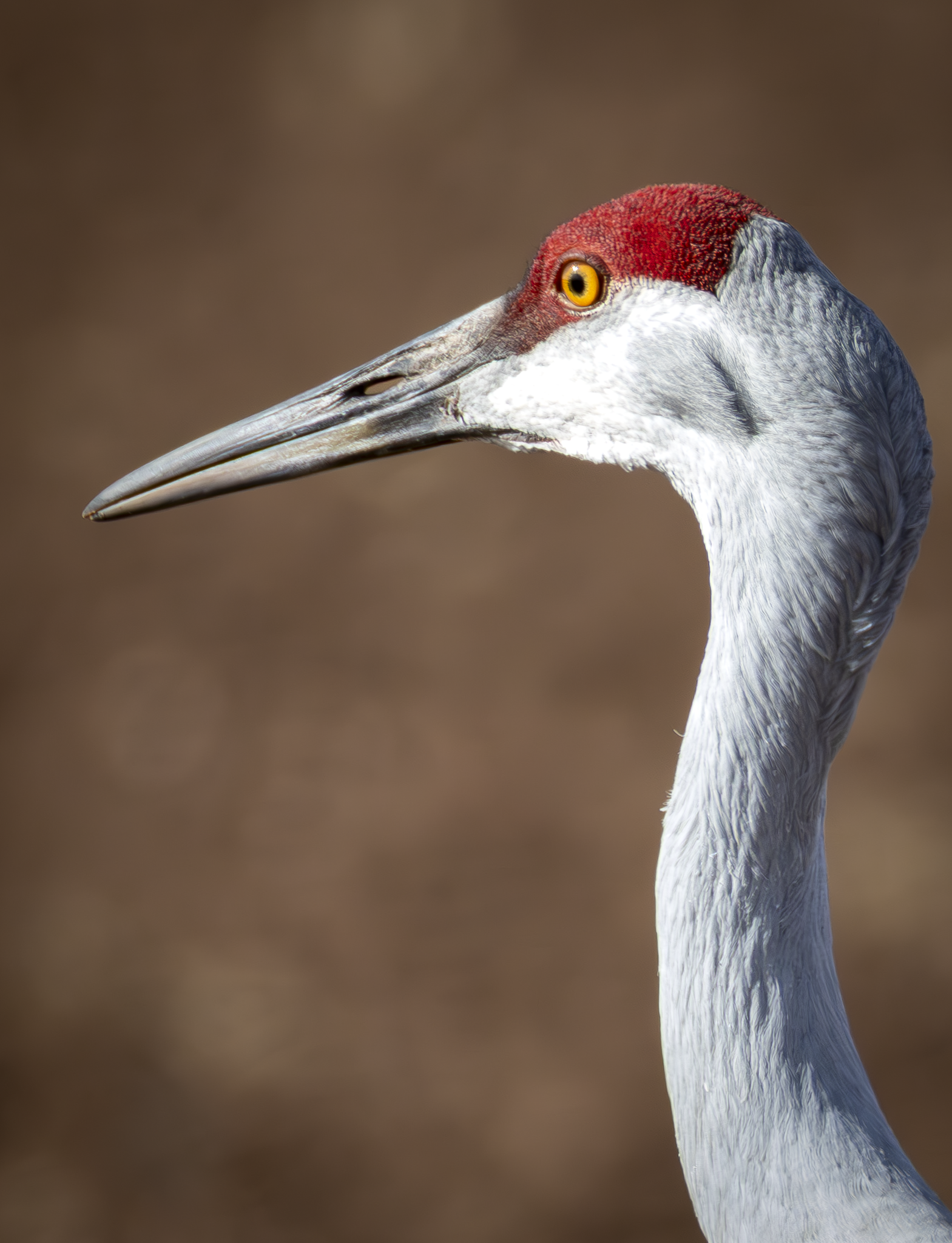 Sandhill 1.png