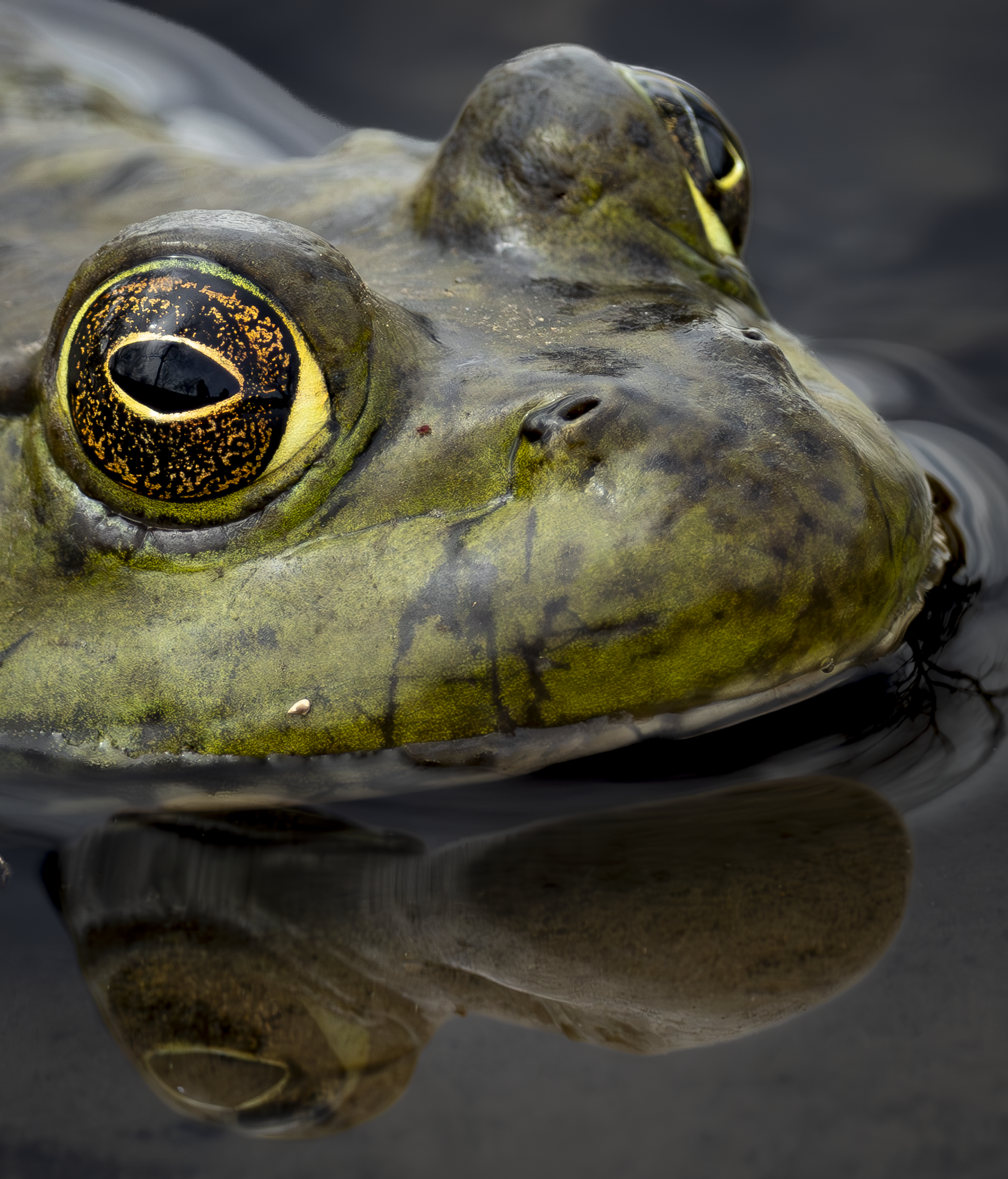 Frog 3.png