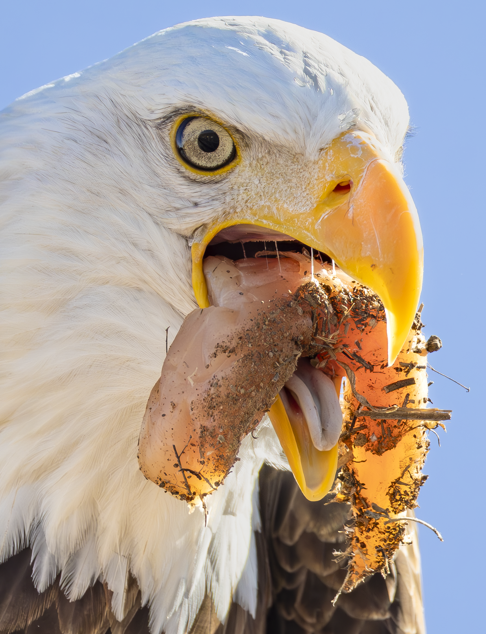 Eagle Food.png