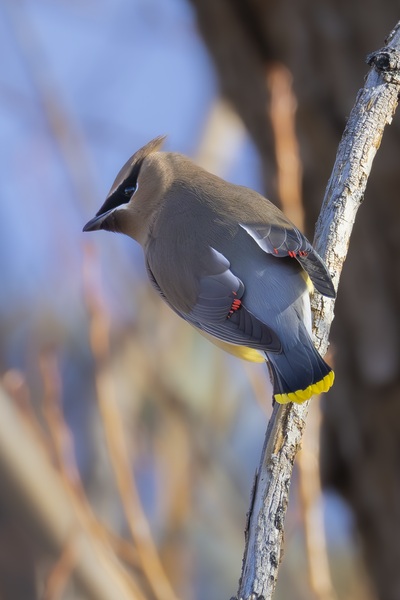 Waxwing 1.png
