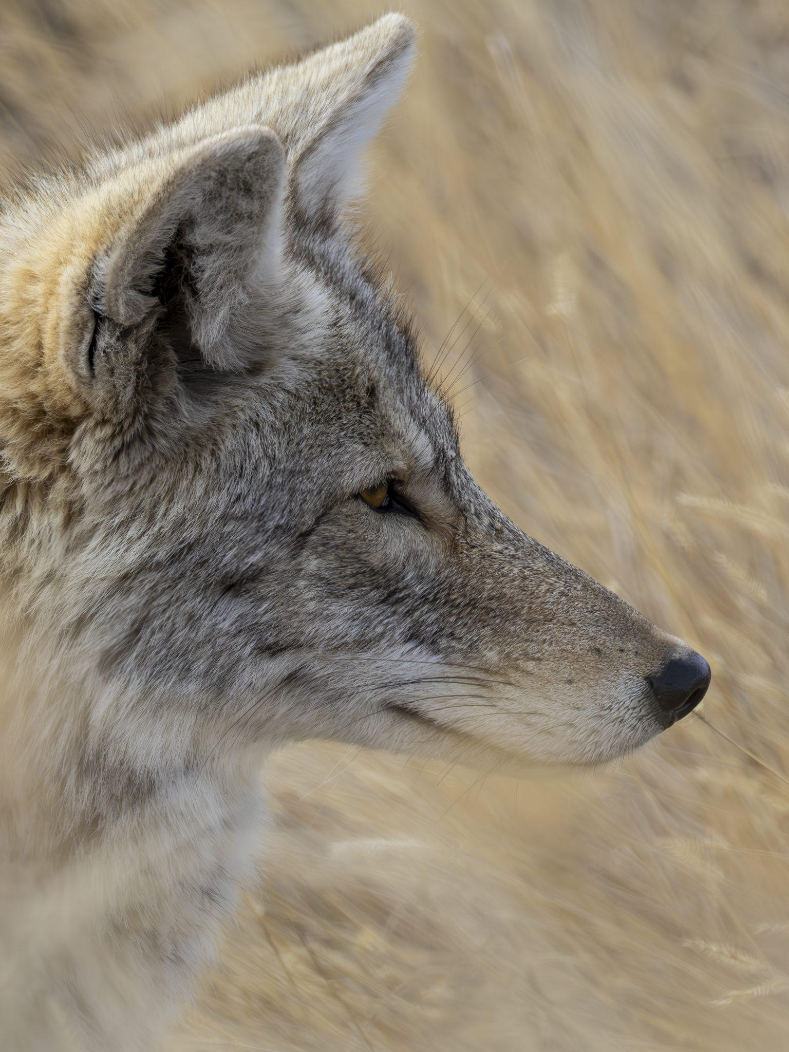 Coyote head 1-2.png