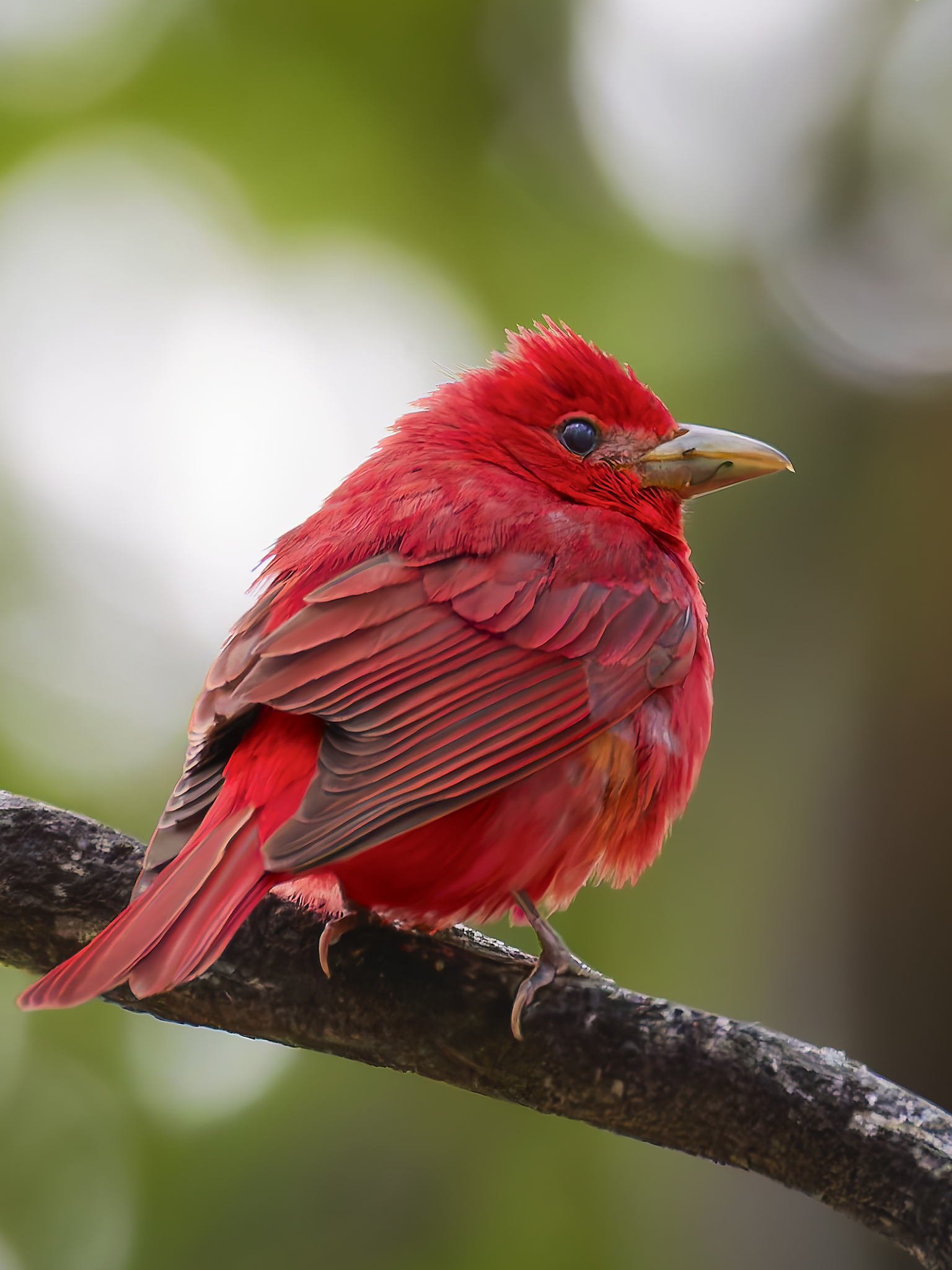 Summer Tanager.png