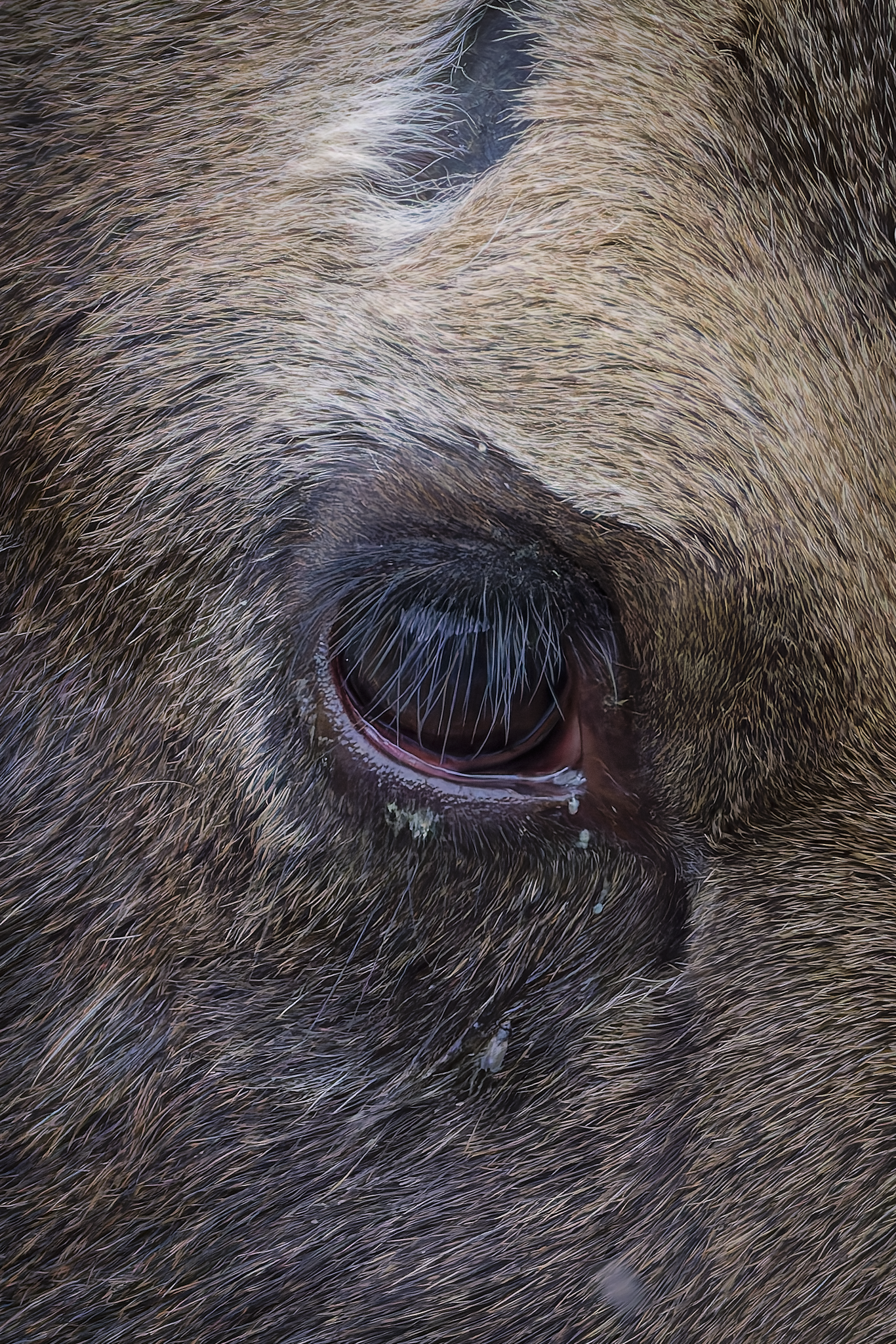Moose eye.png
