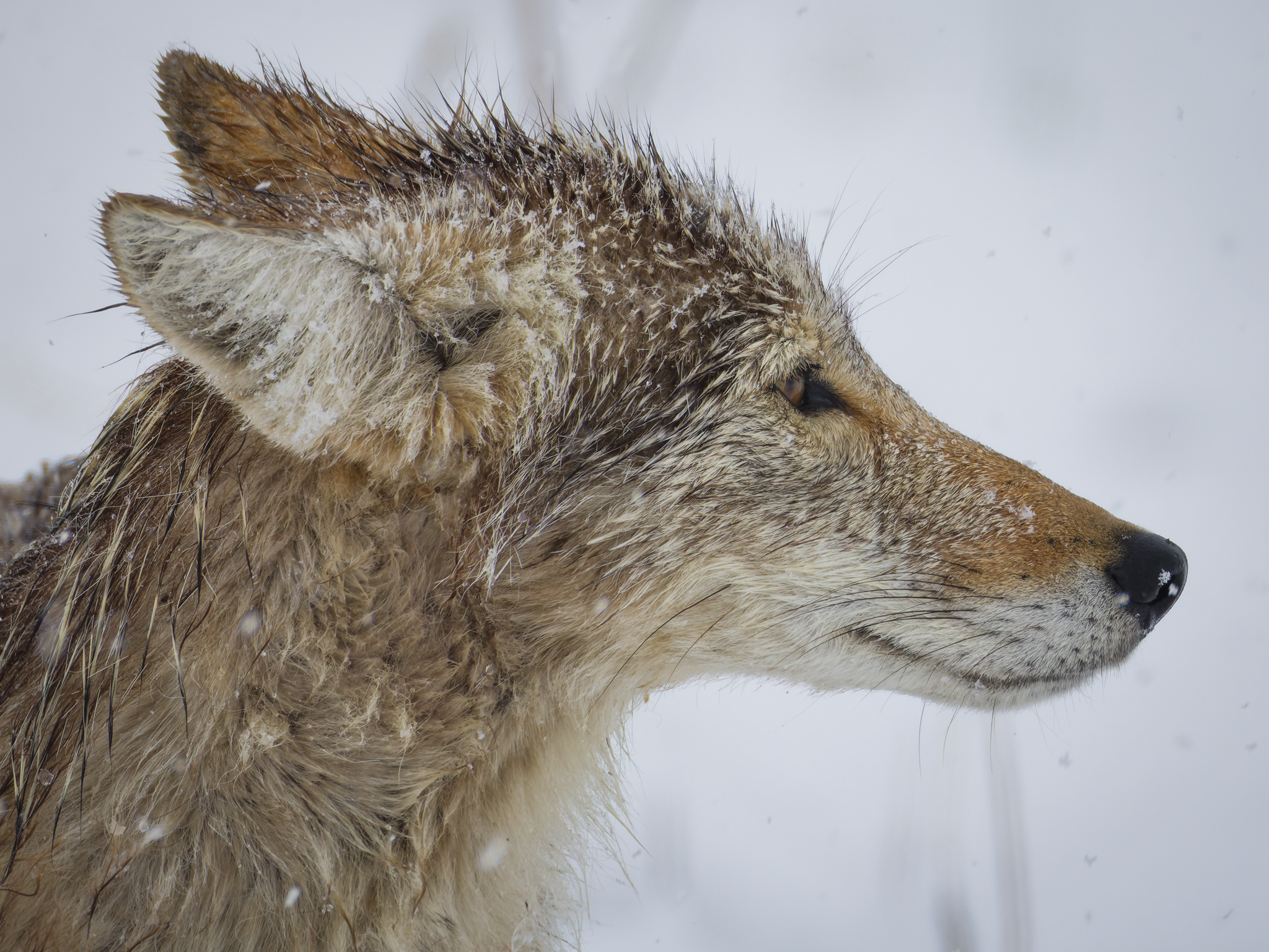 Coyote 1.png