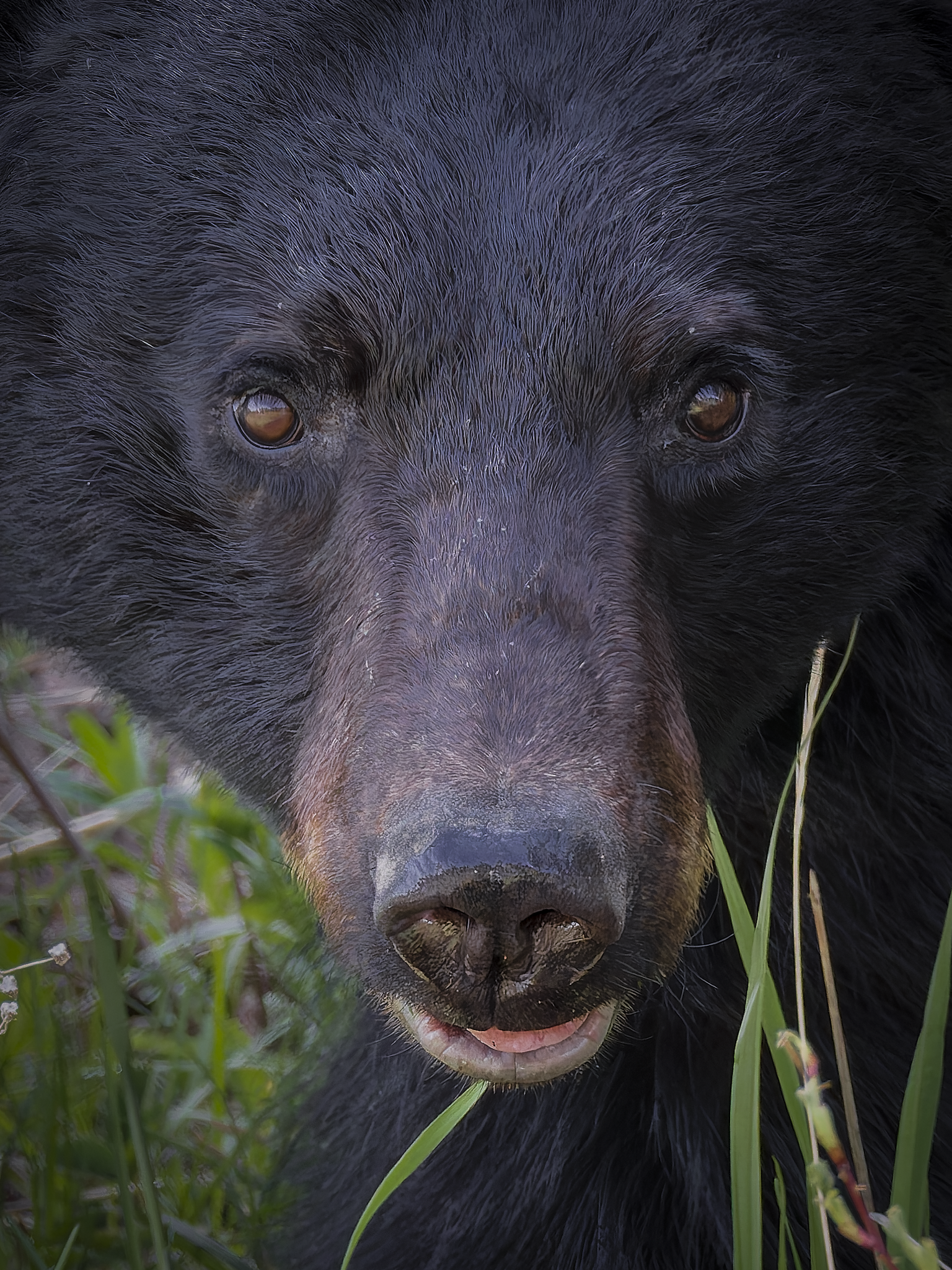Bear 3.png