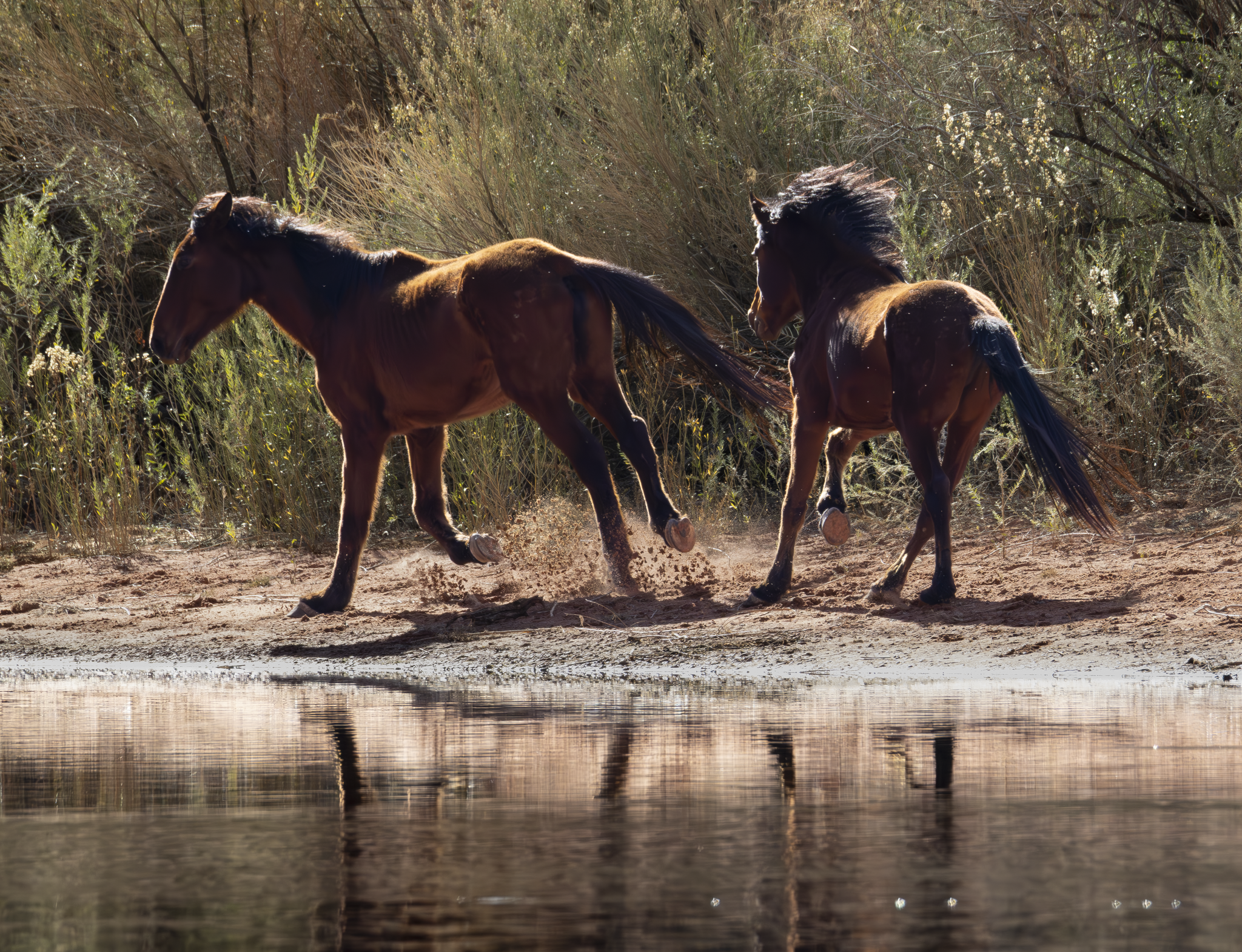 Wild Horses 2.png