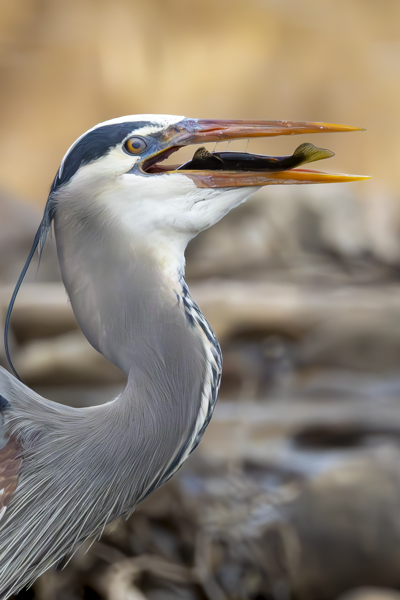 GBH 4.png