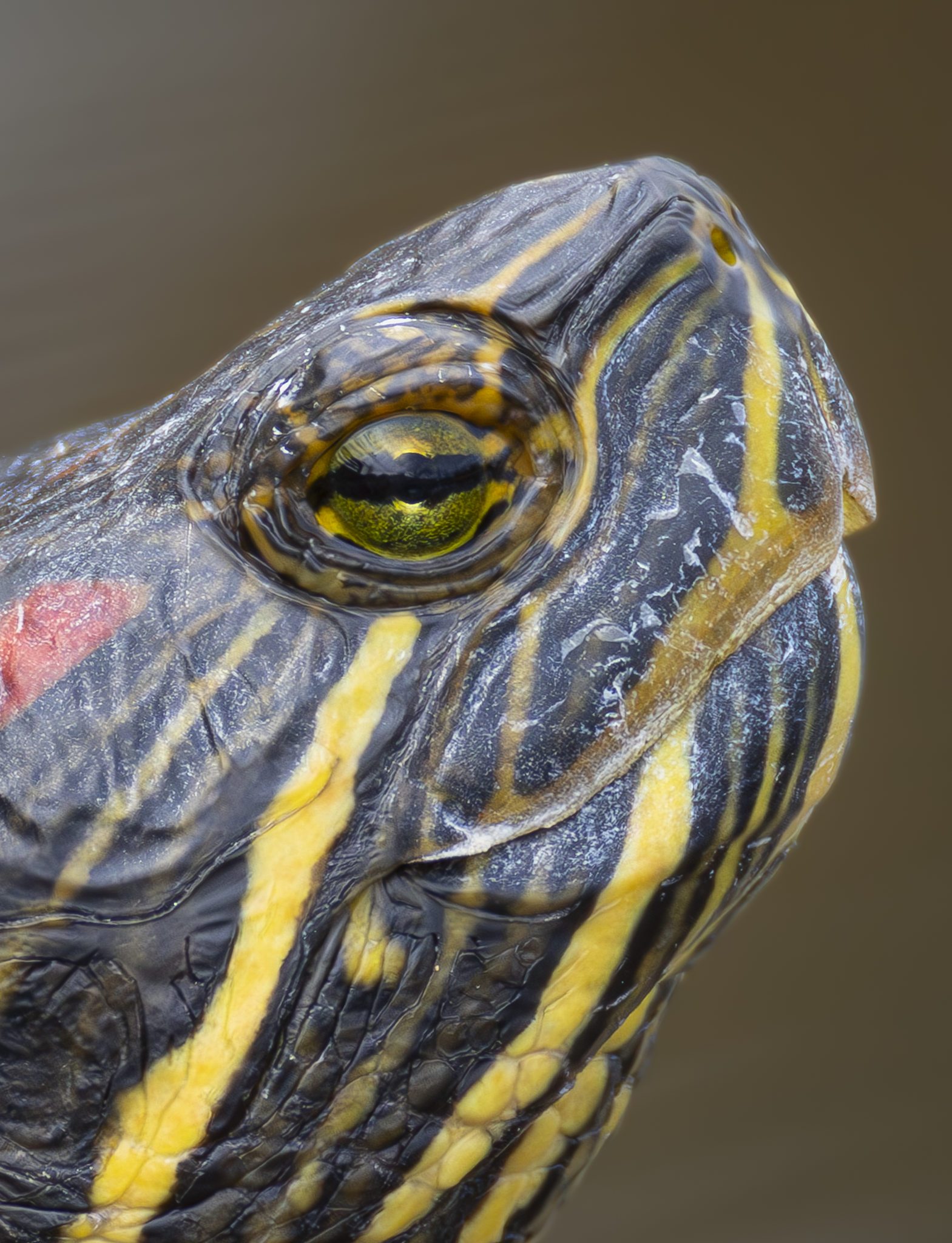 Turtle 1-2.png