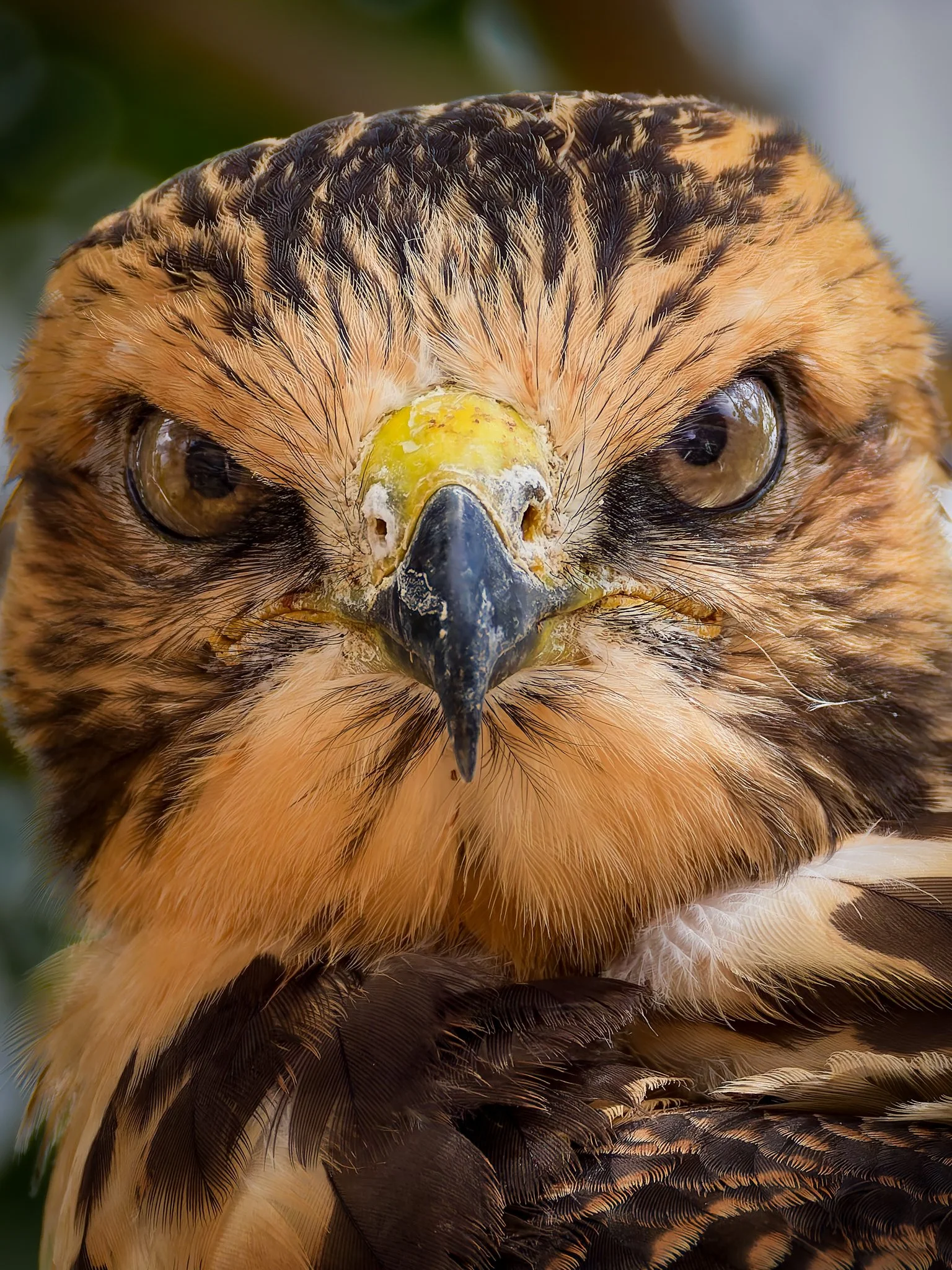Baby Swainsons Hawk 2.jpg