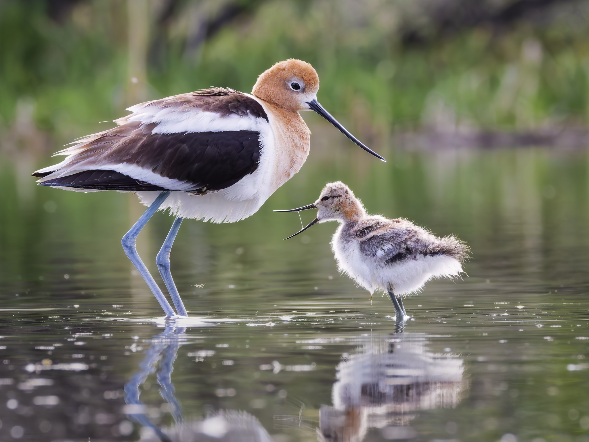 Avocet and baby - Copy.png