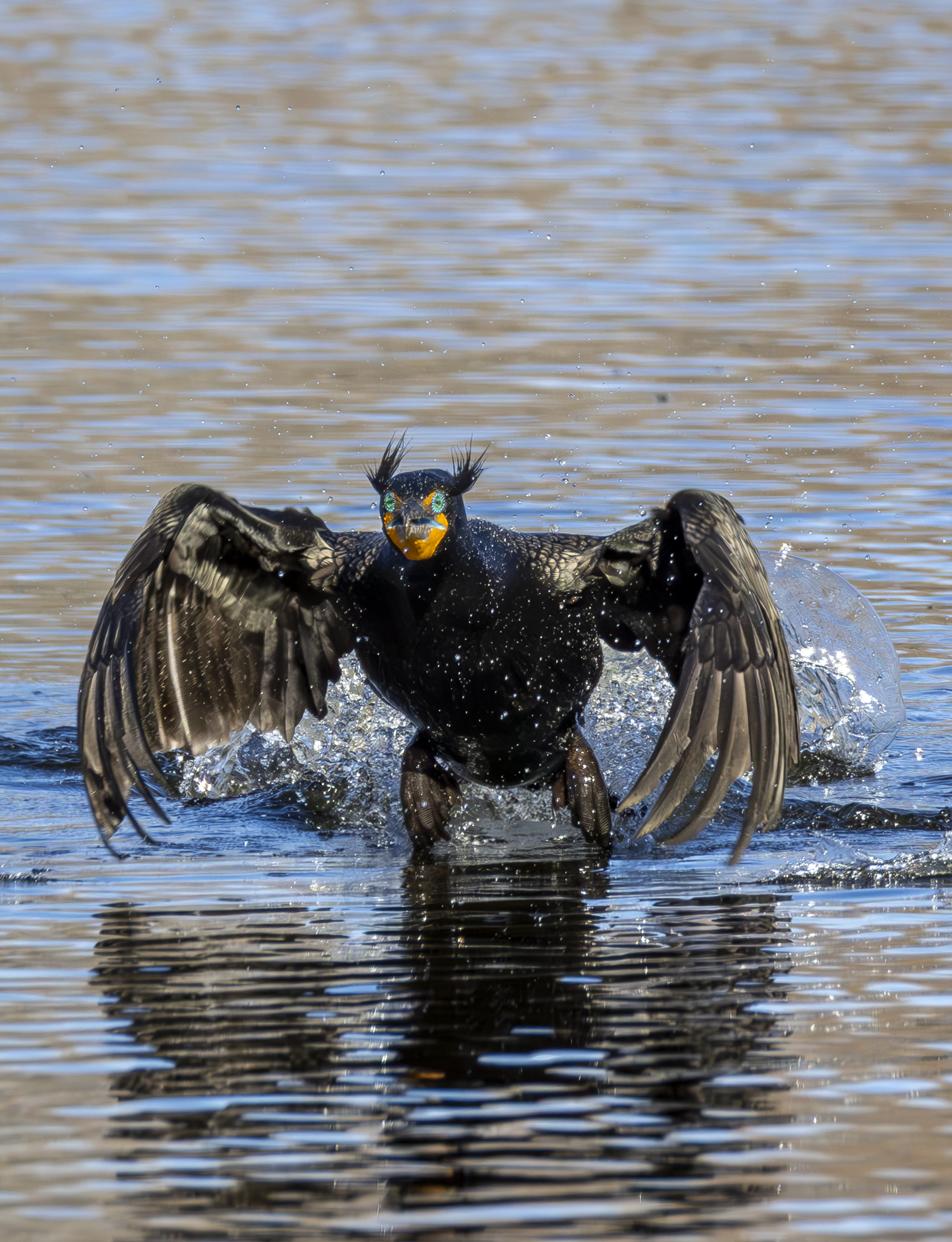 Cormorant 5.png