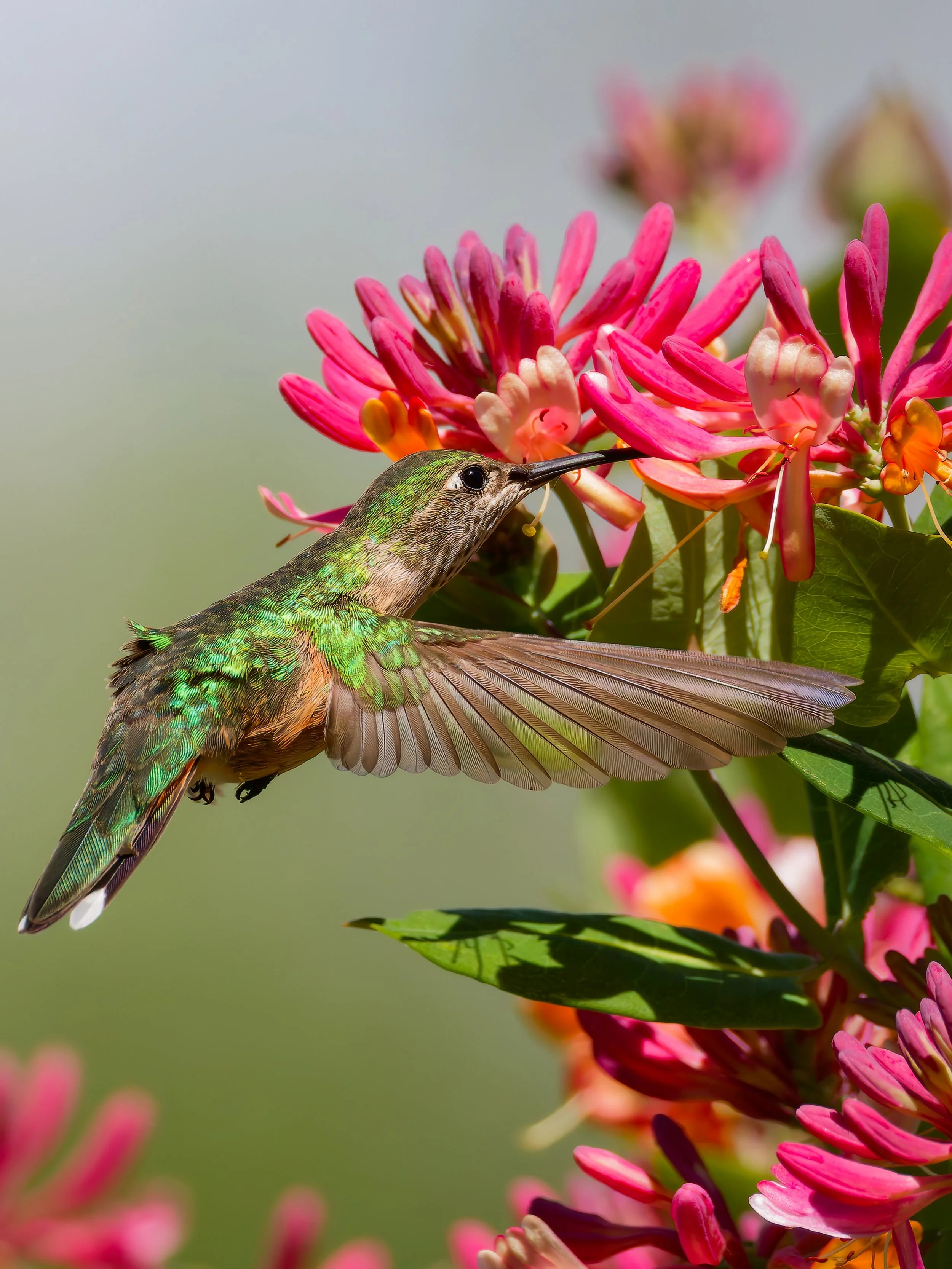 Sipping Hummingbird