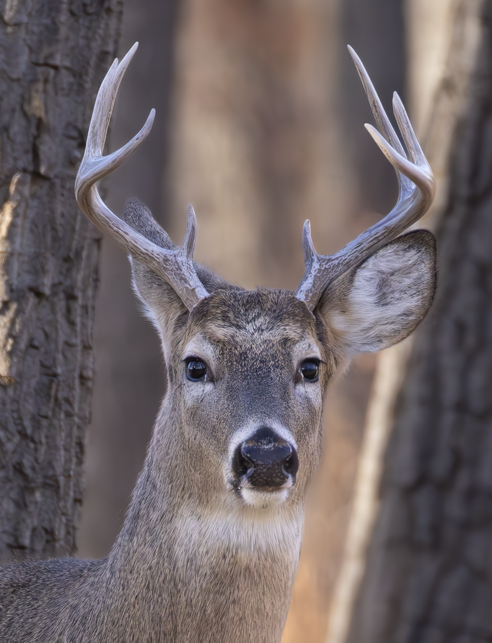 Buck 2.png