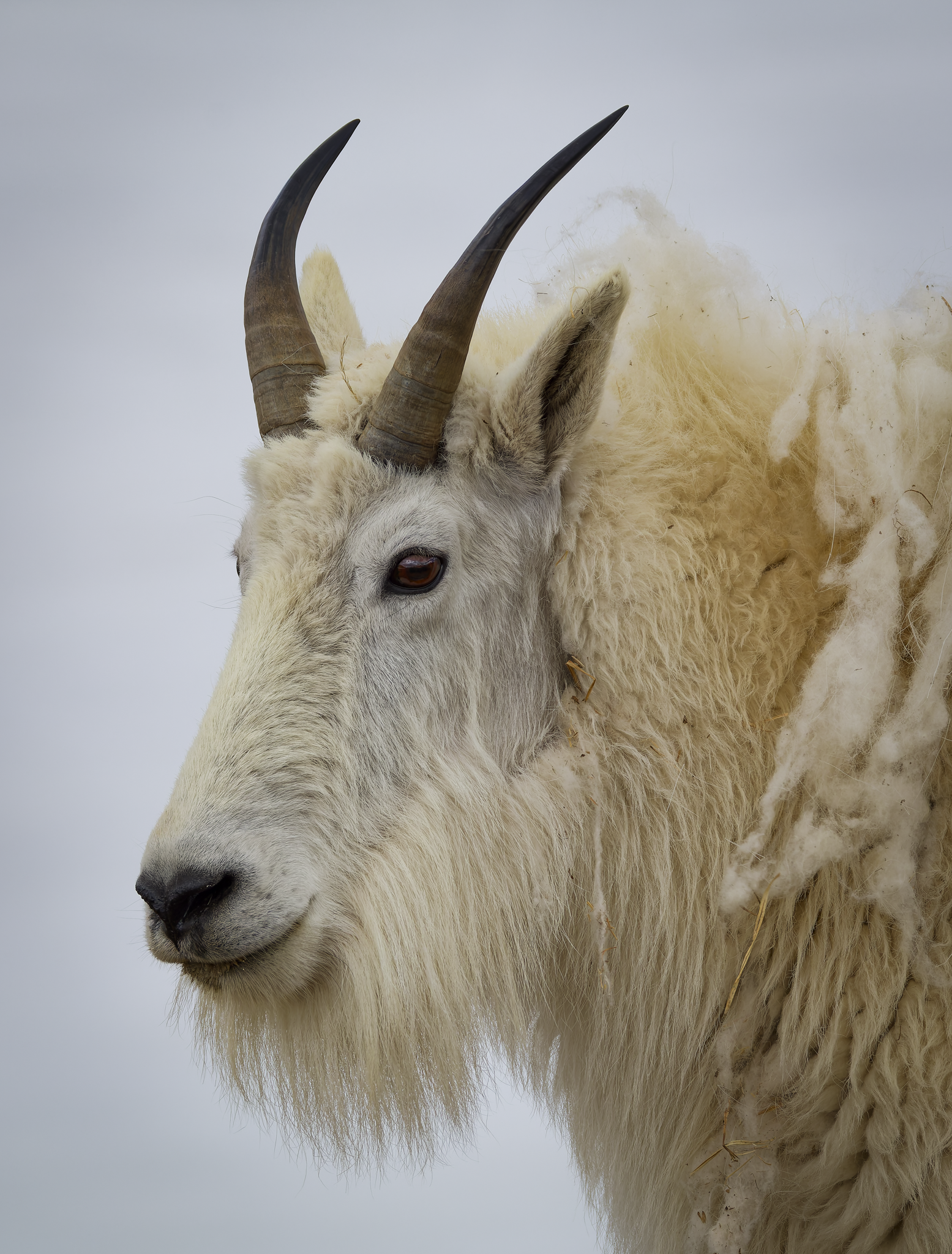 Mountain goat 2.png