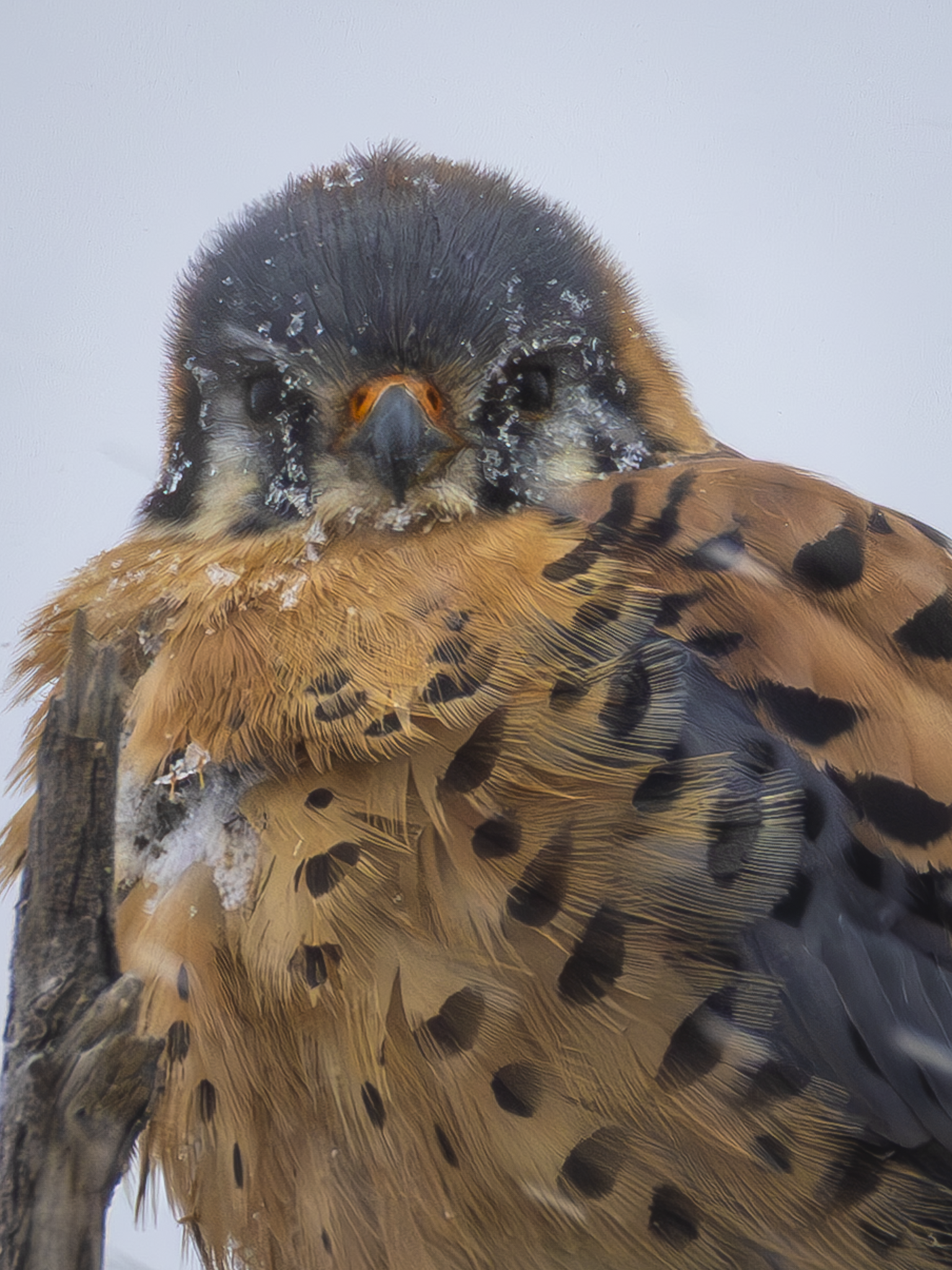 Frozen Kestrel.png
