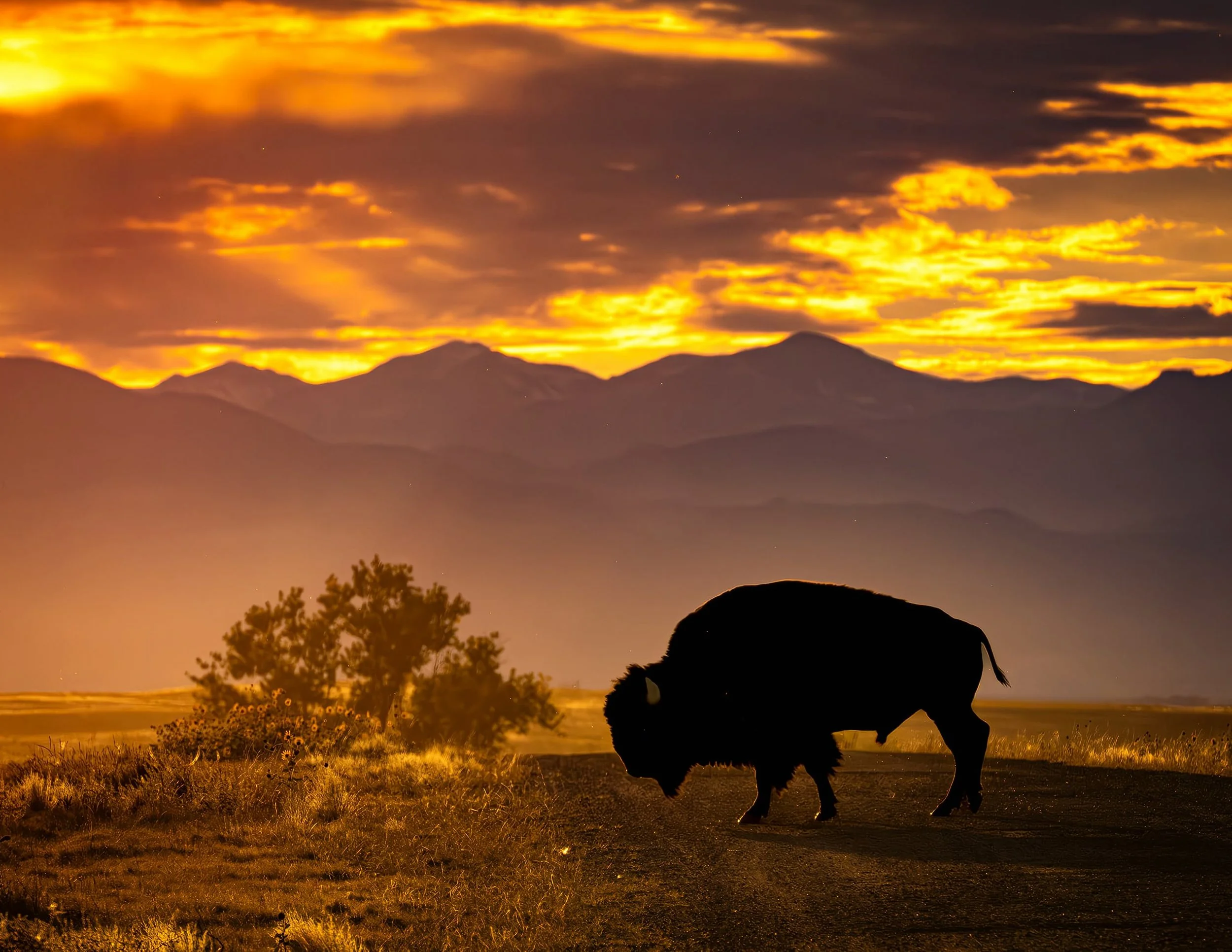 Bison at Sunset