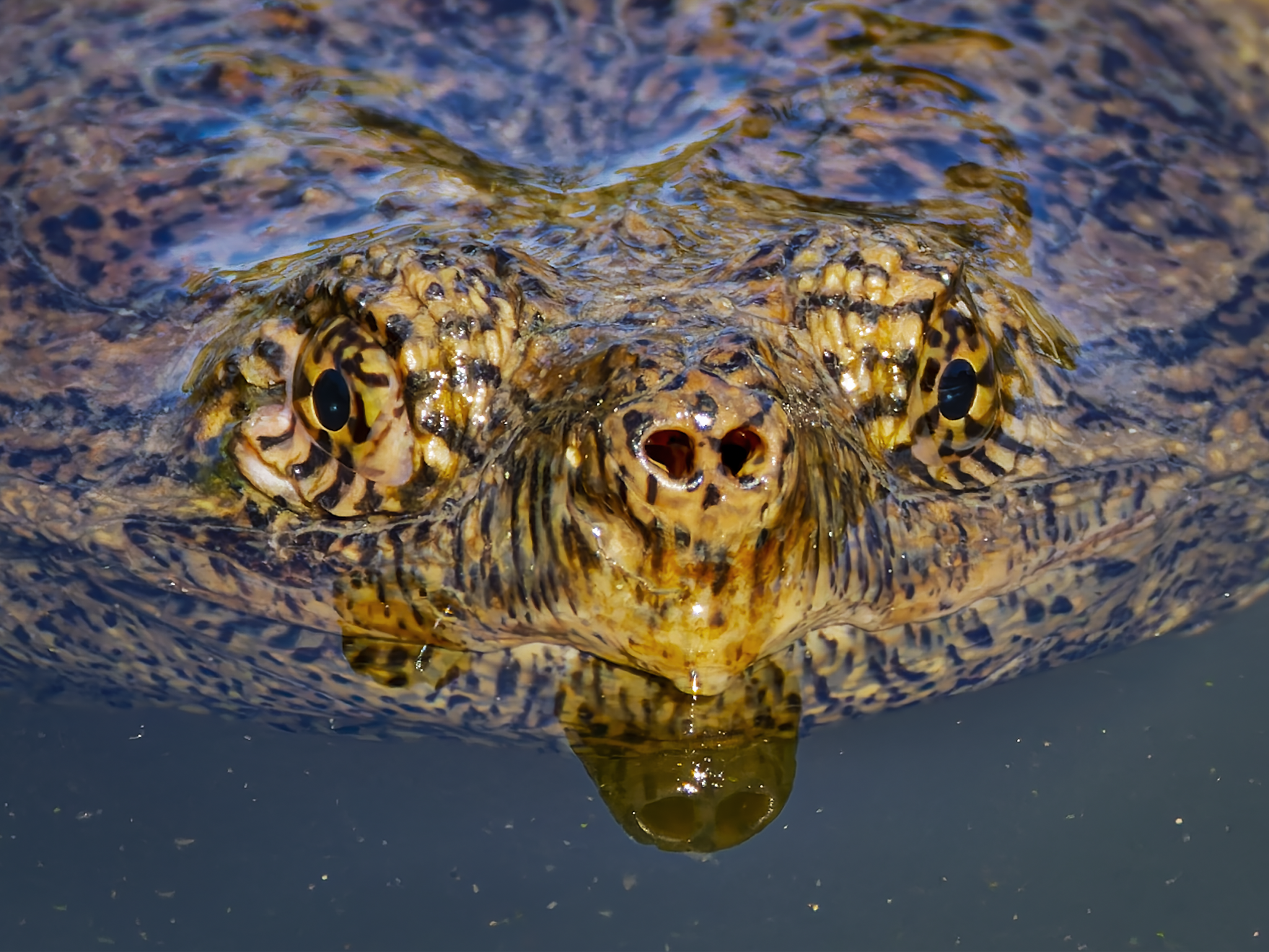 Snapper 2.png