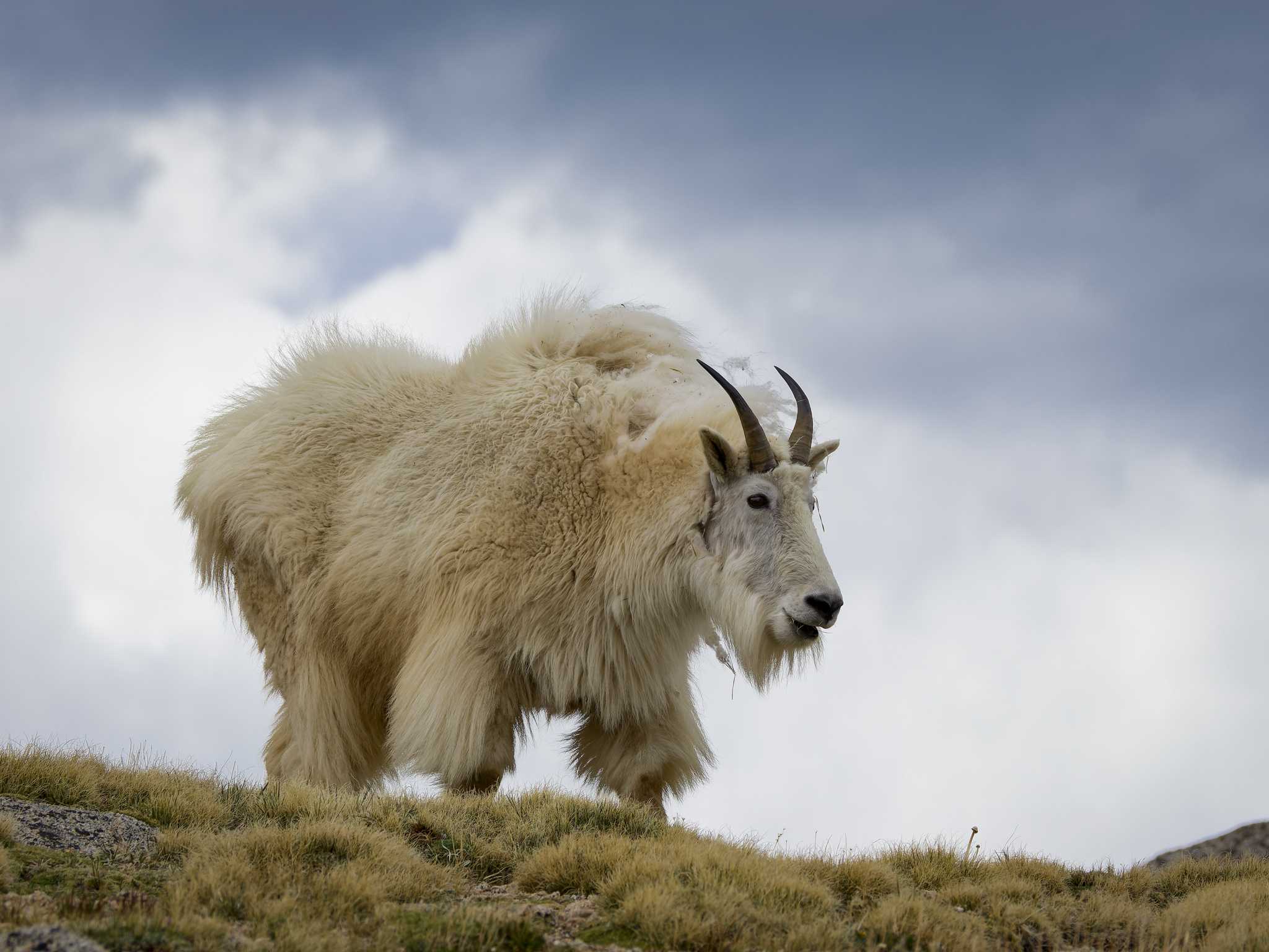 Mountain goat 1.png