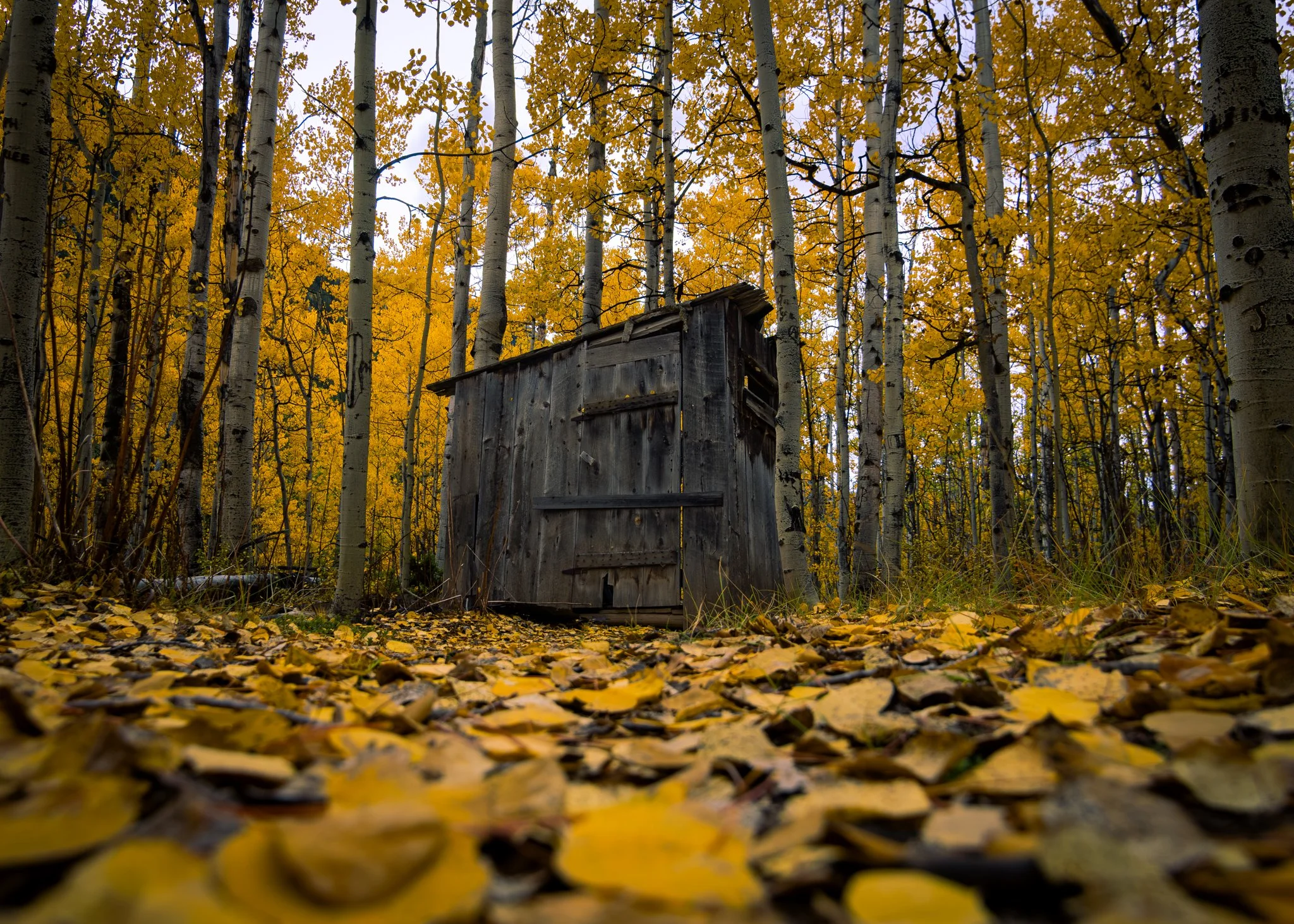 Fall Shed 1.jpg