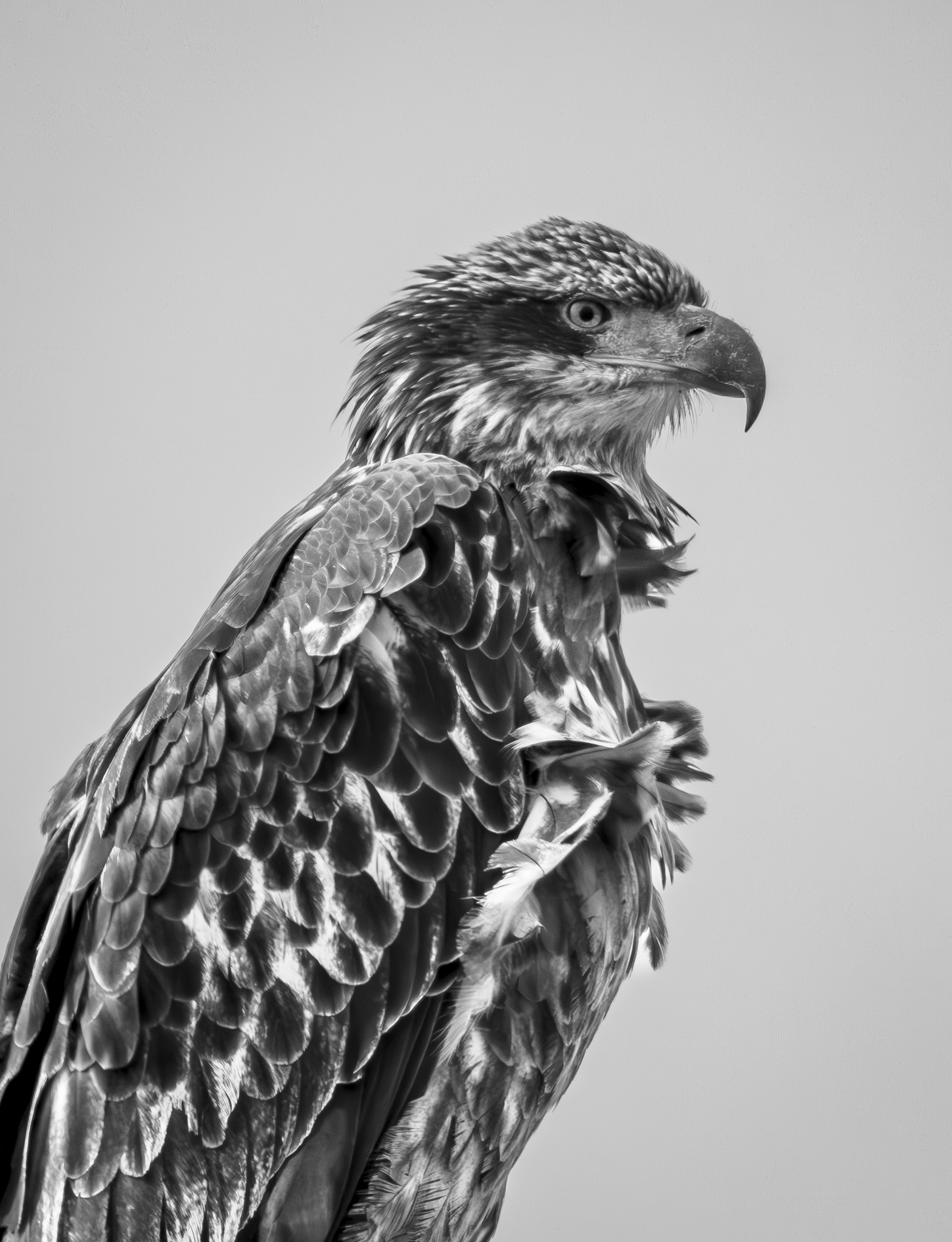 Immature Eagle 1.png