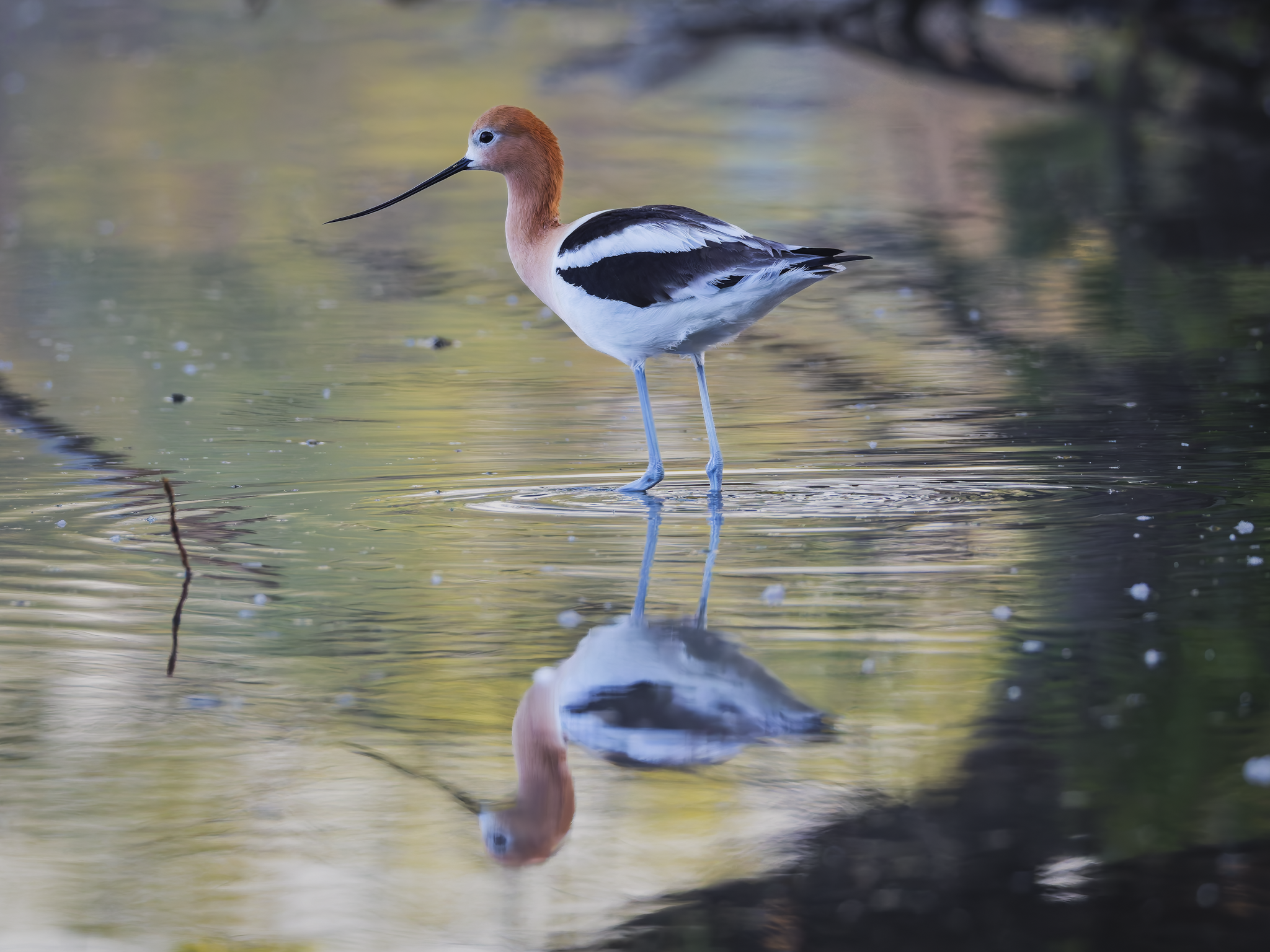 Morning Avocet.png