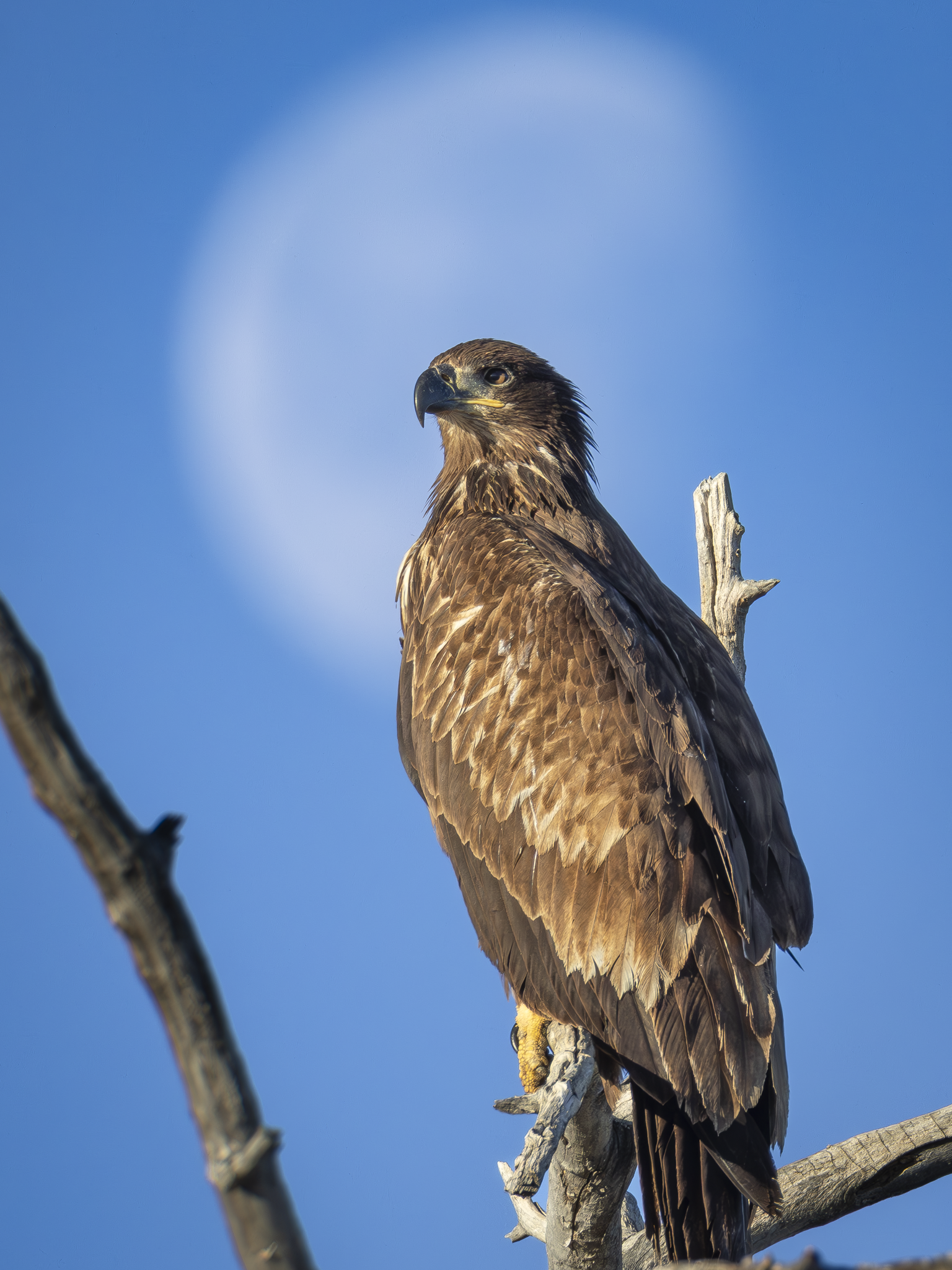 Immature Moon Eagle.png