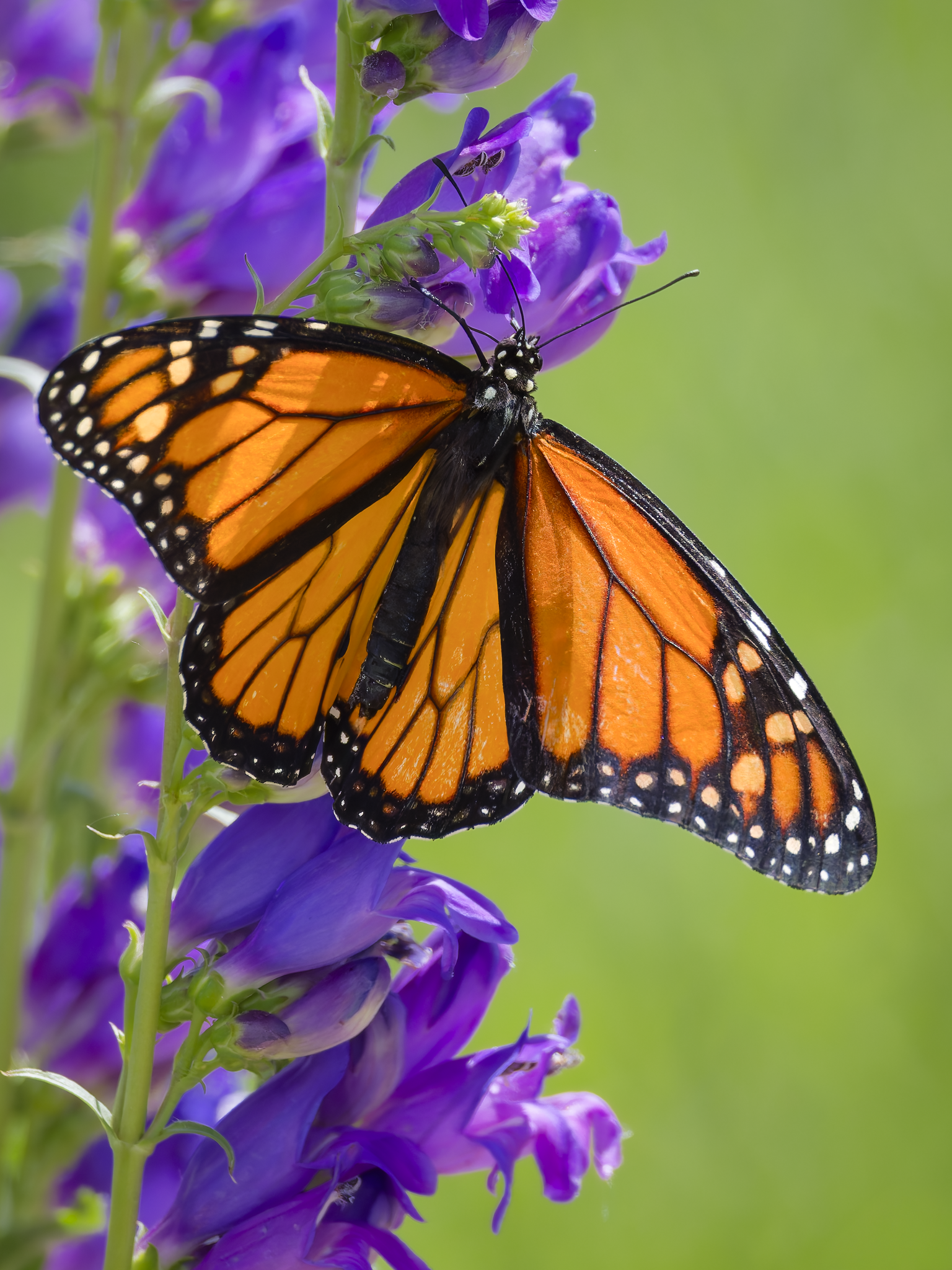 Buttterfly 1.png