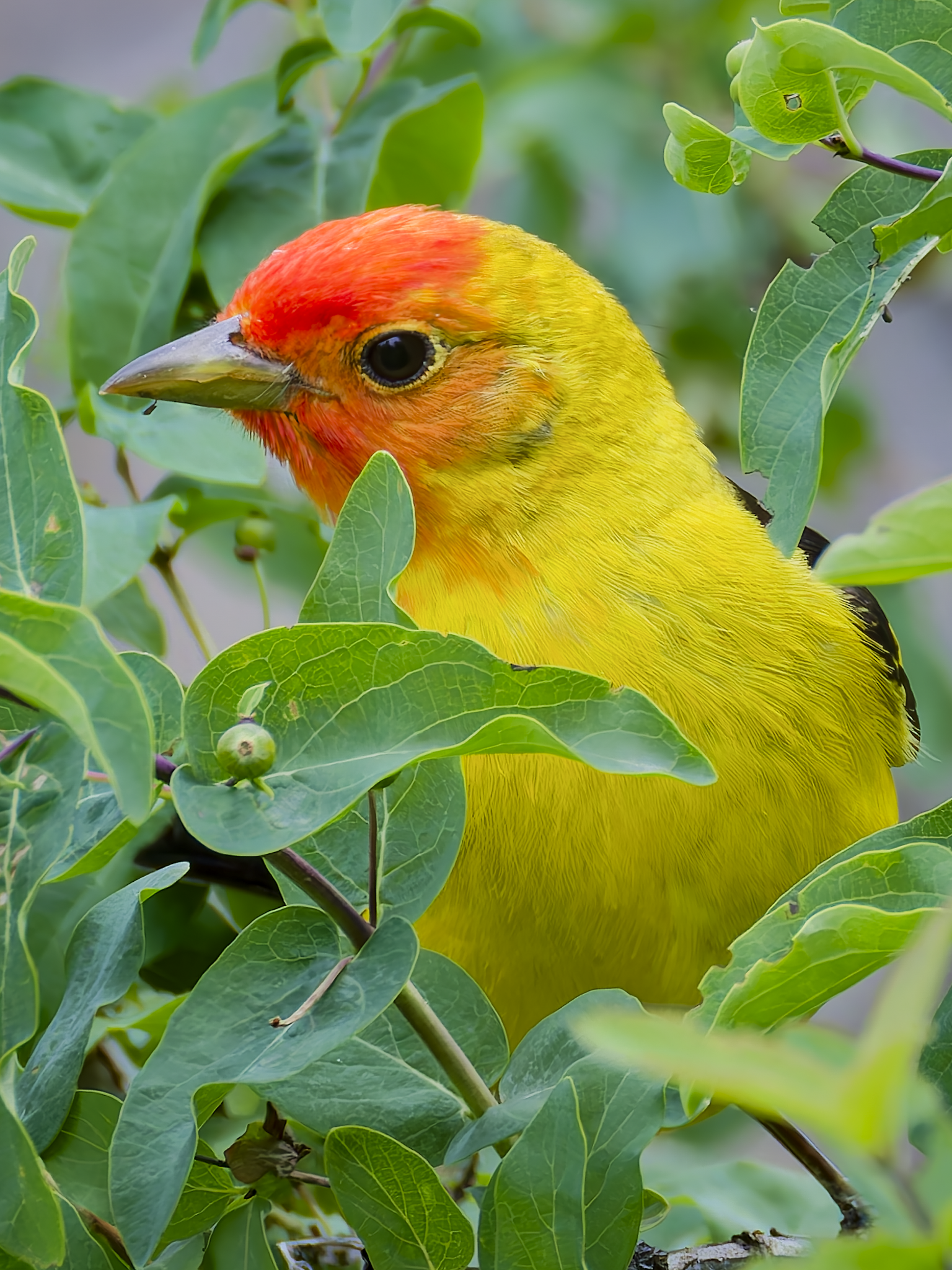 Tanager.png