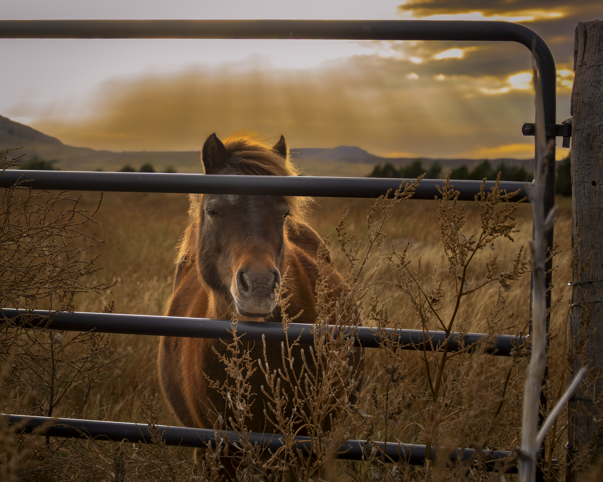 Horsehead 2.png