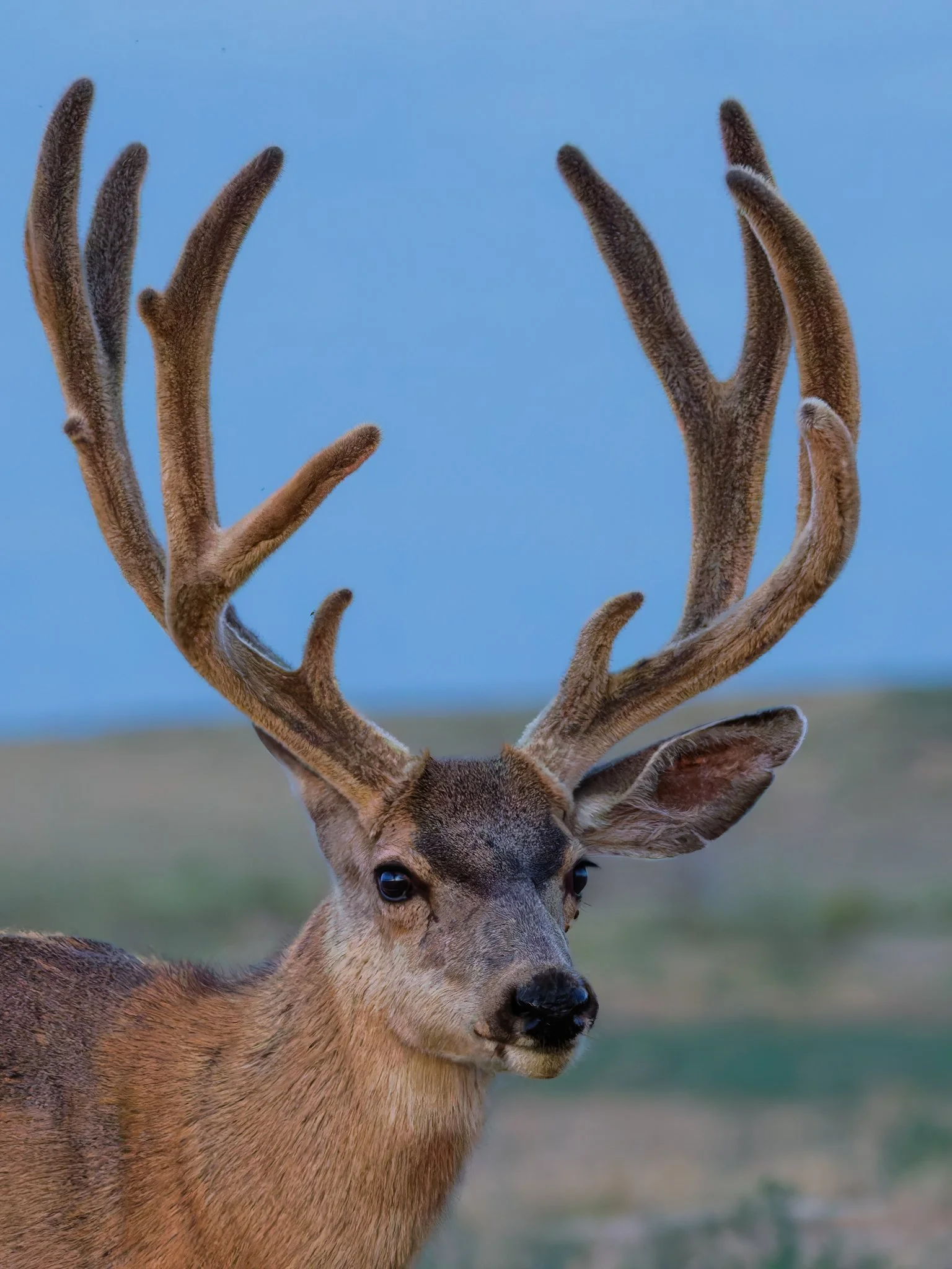 Deer Headshot 2.jpg