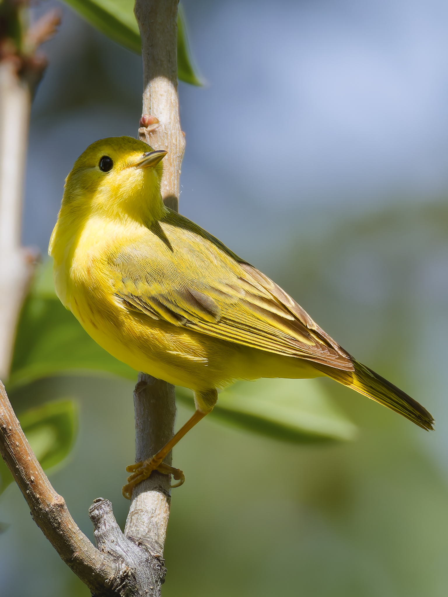 Yellow Warbler.png