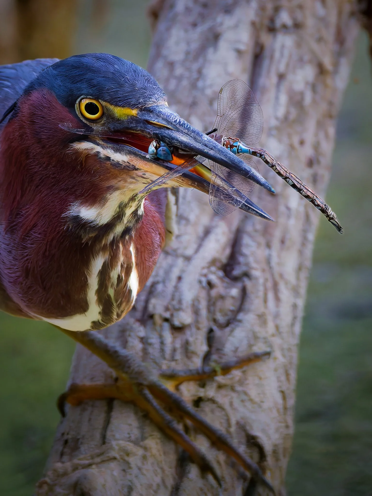 Green Heron Dragonfly 4.jpg
