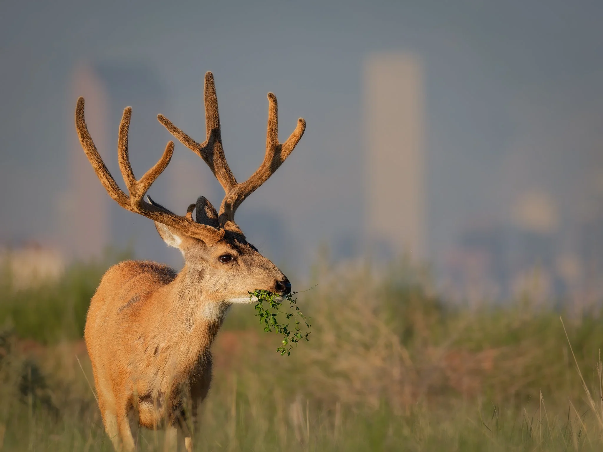 Buck Chewing 4.jpg