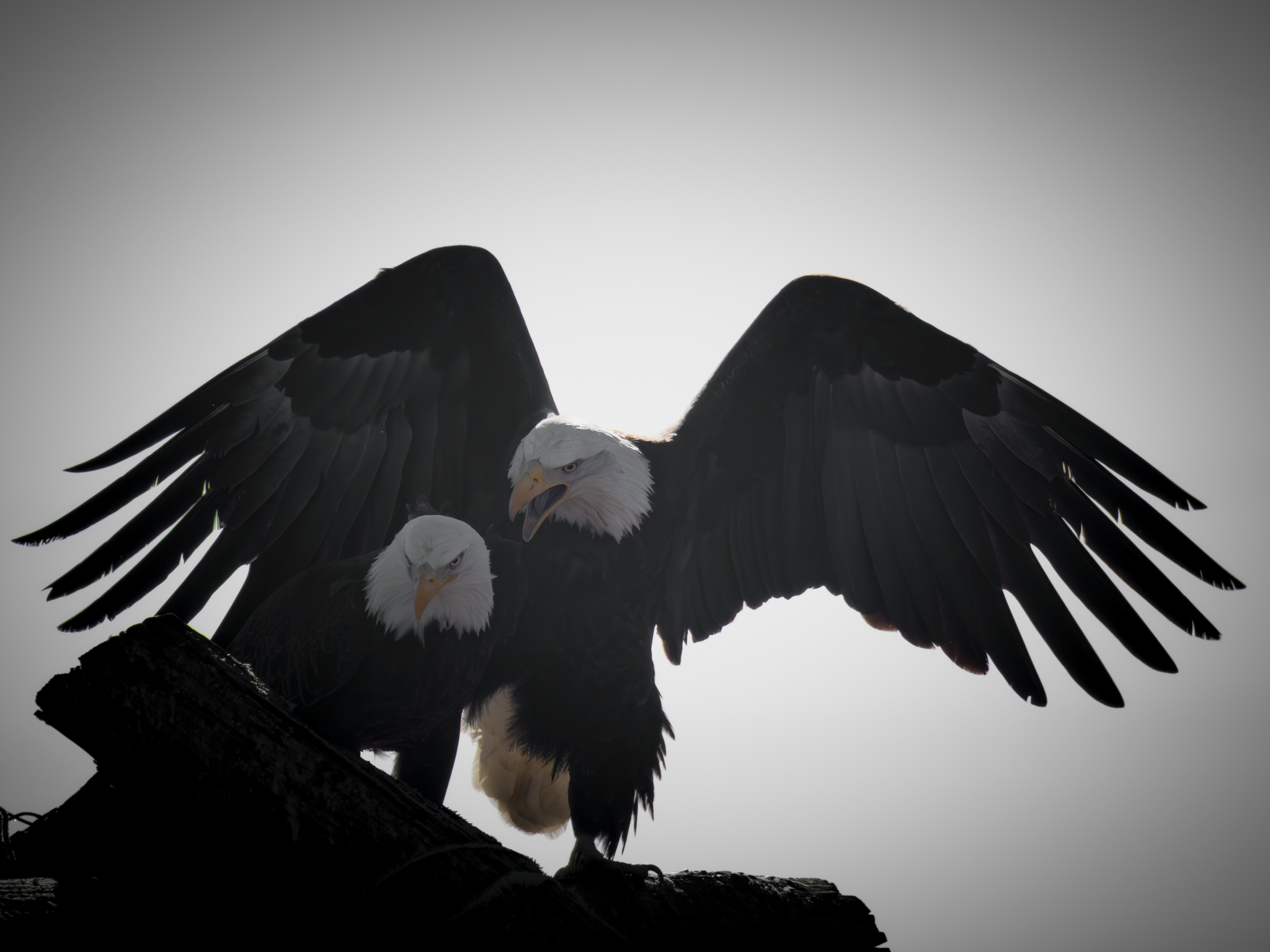Eagle Scream 1.png