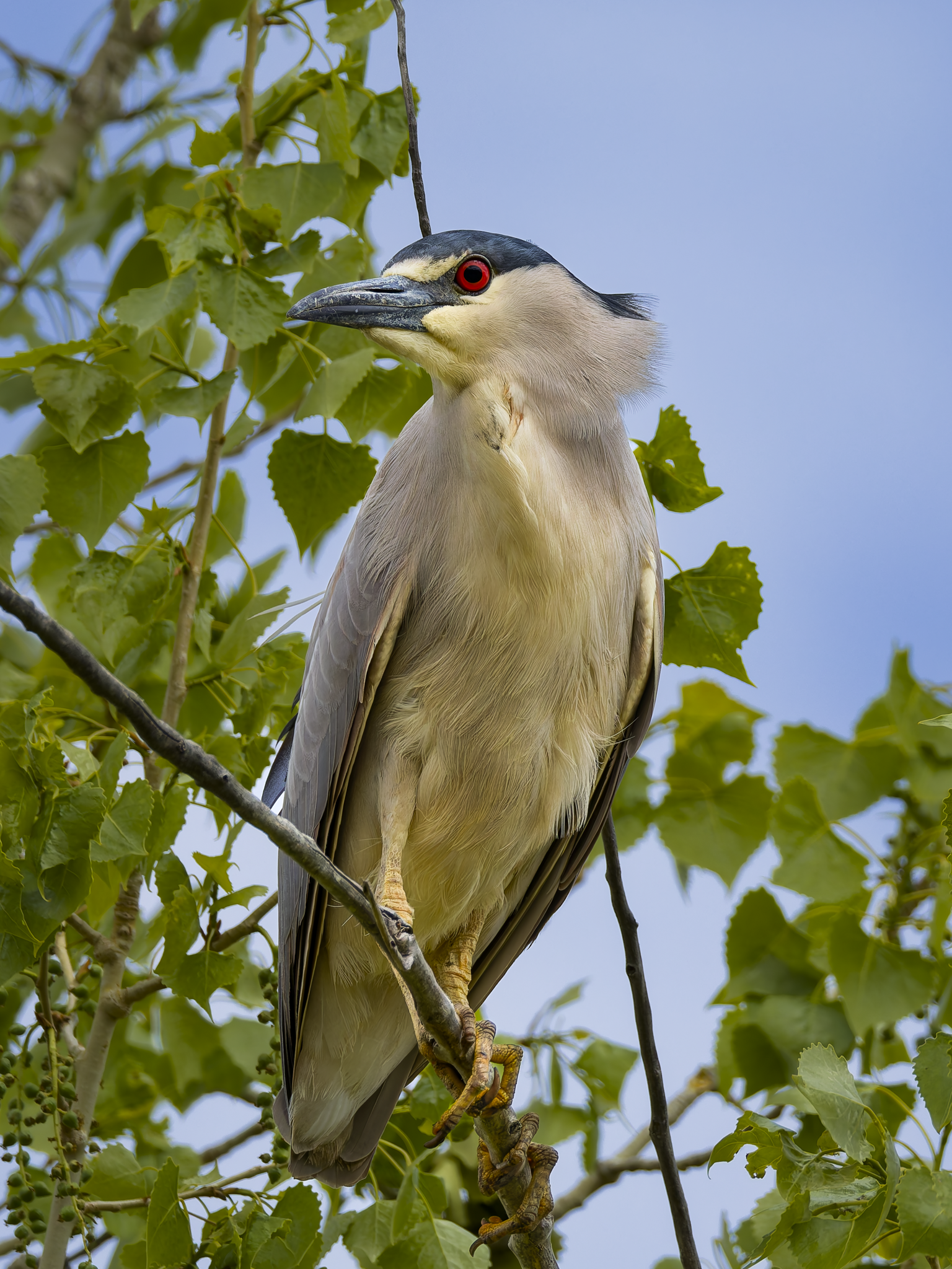 Night Heron 3.png
