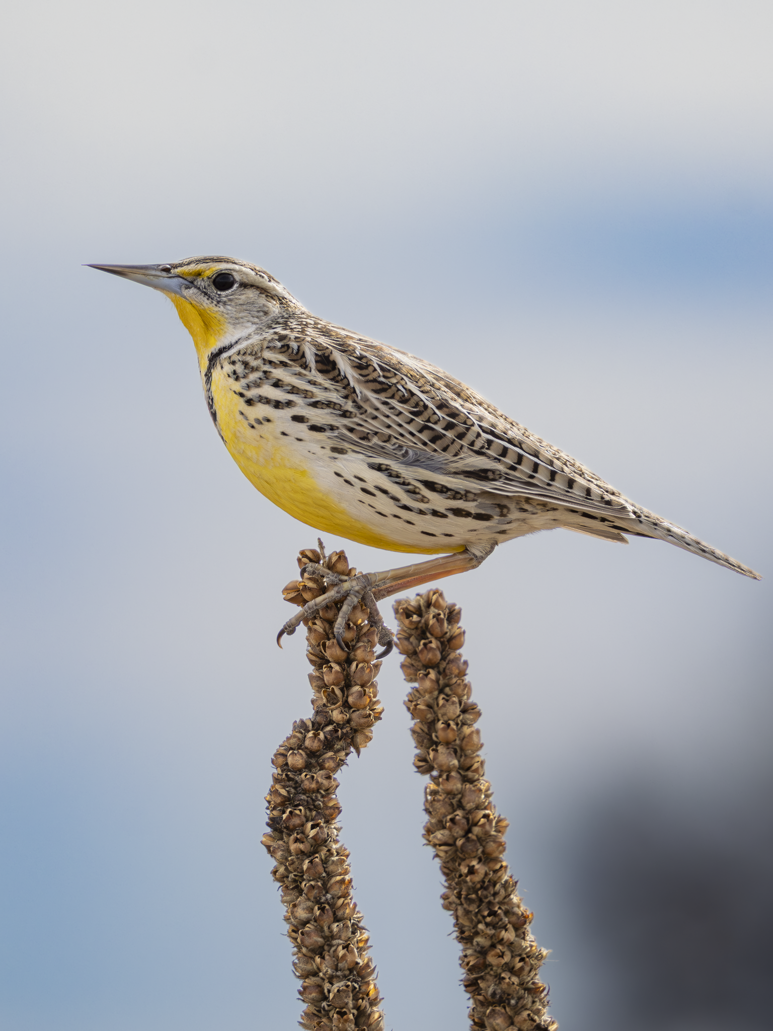 Meadlowlark 1.png