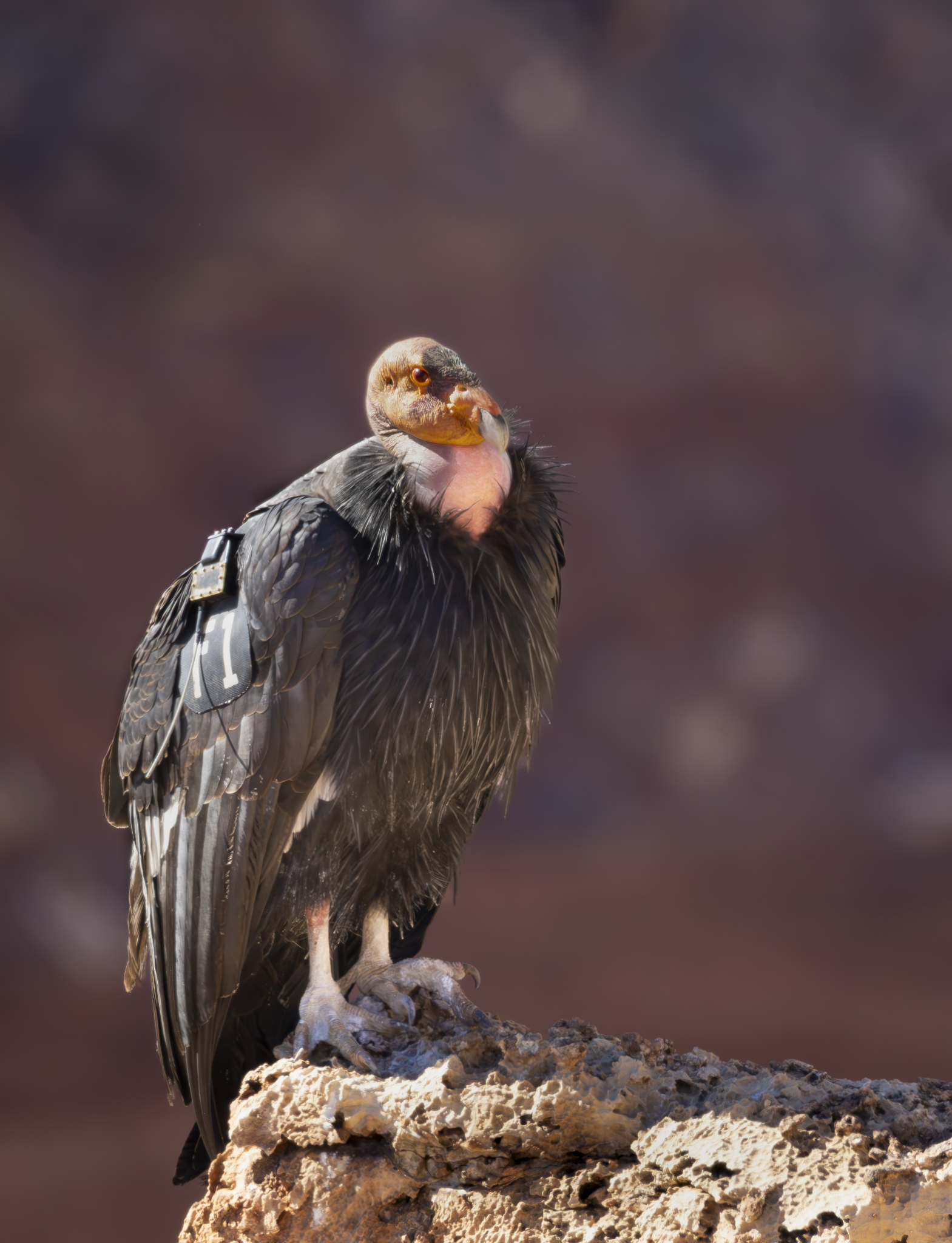 Condor 2.png