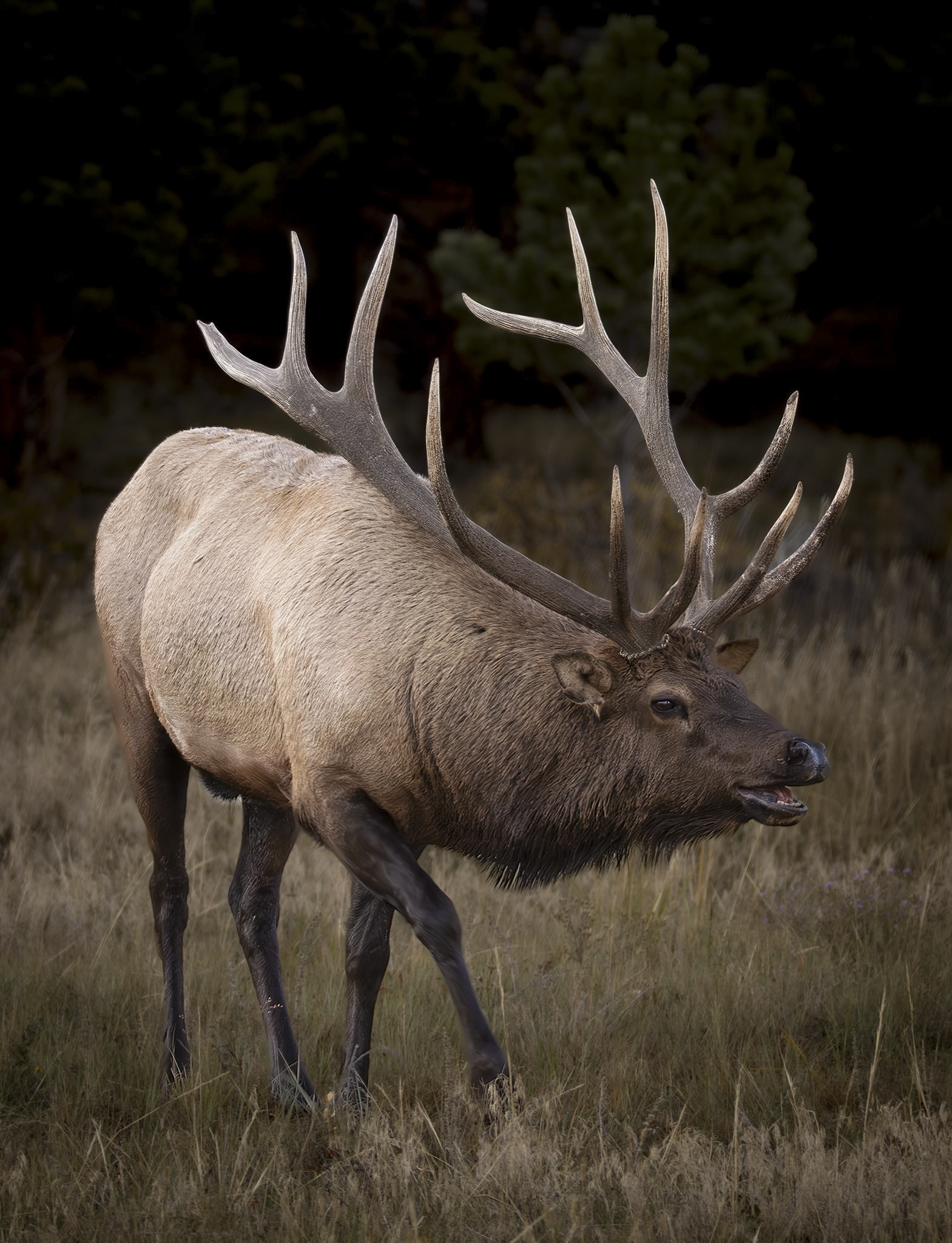 Elk 2.png