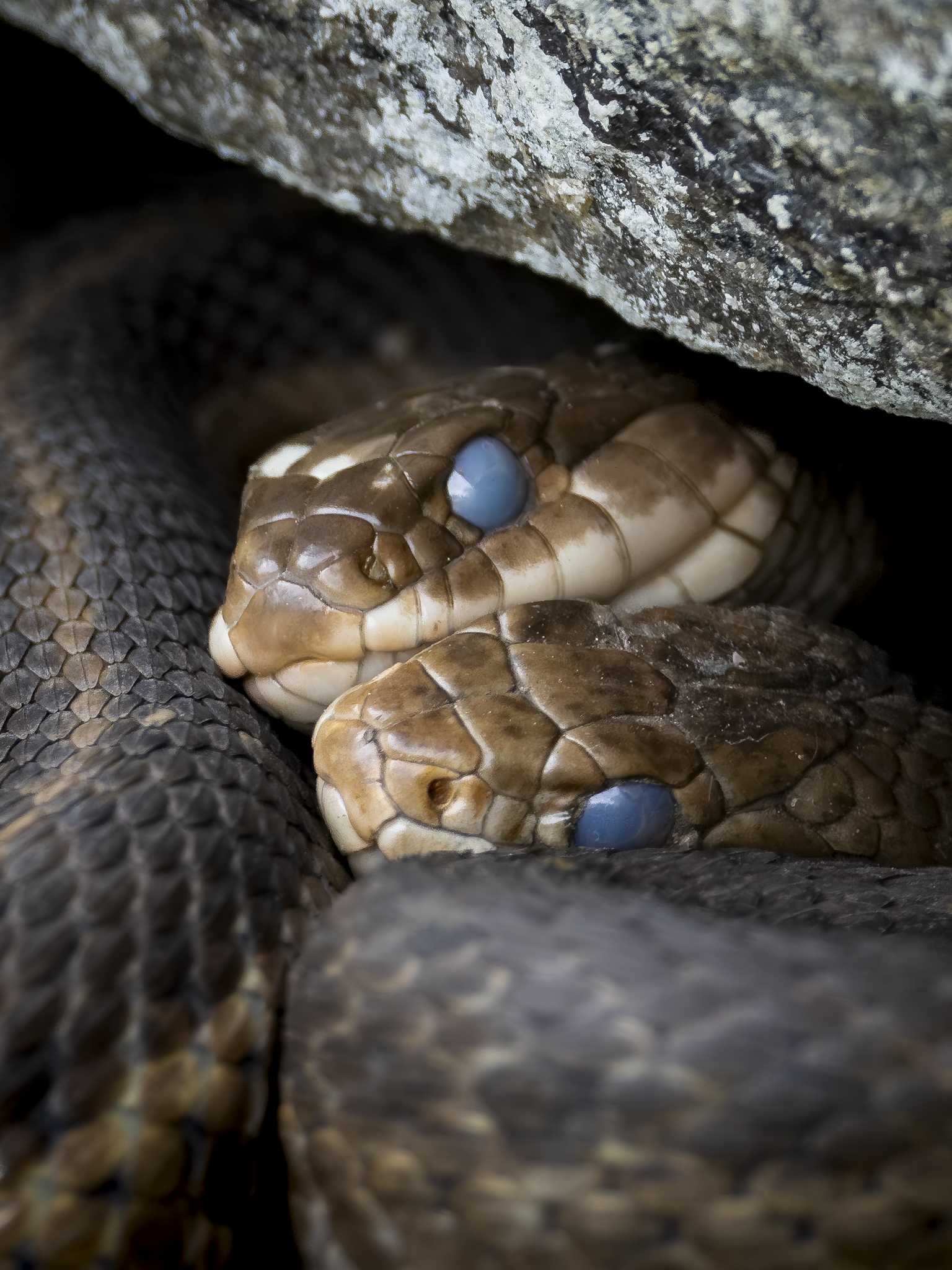 Snakes.png