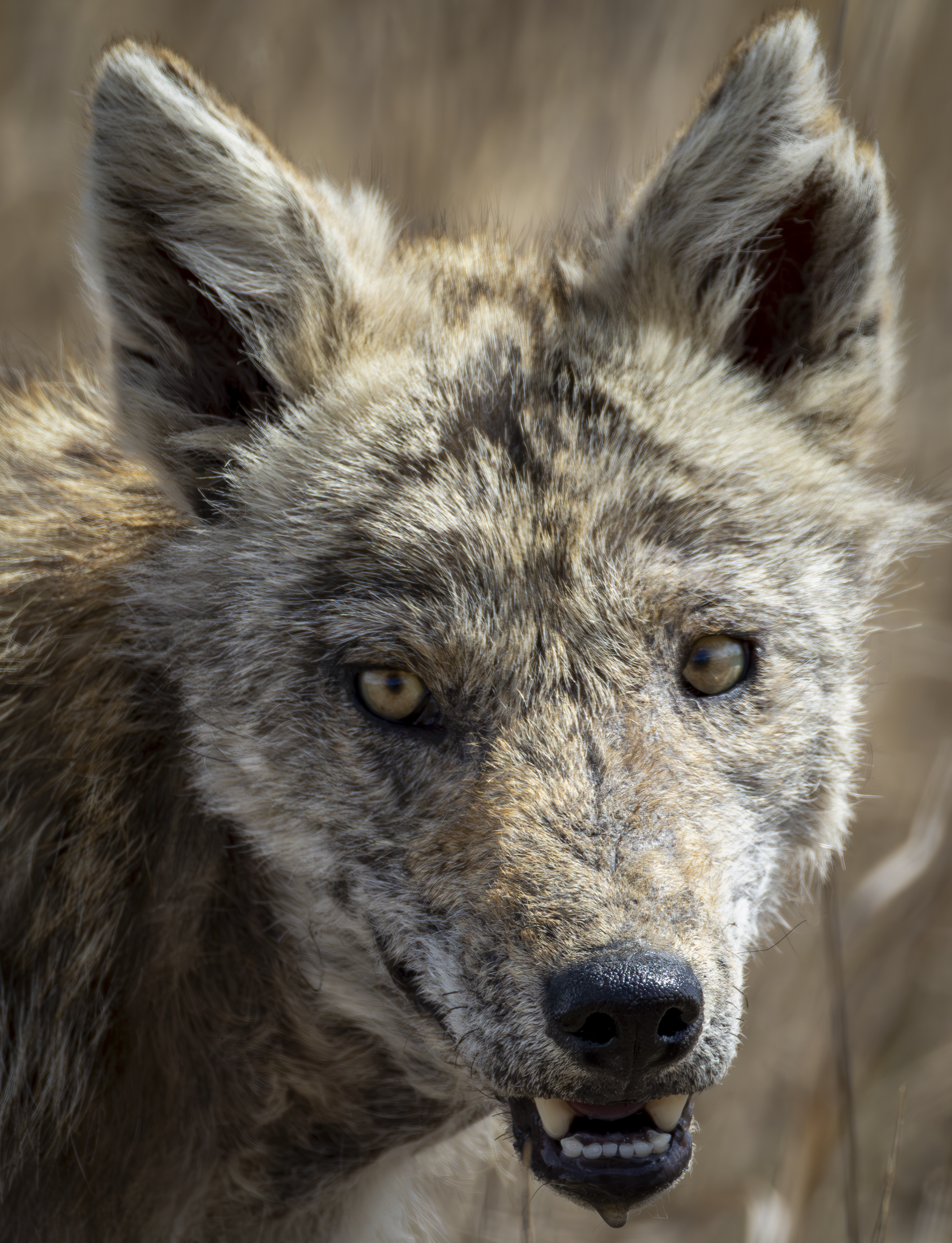 Coyote Head 2.png