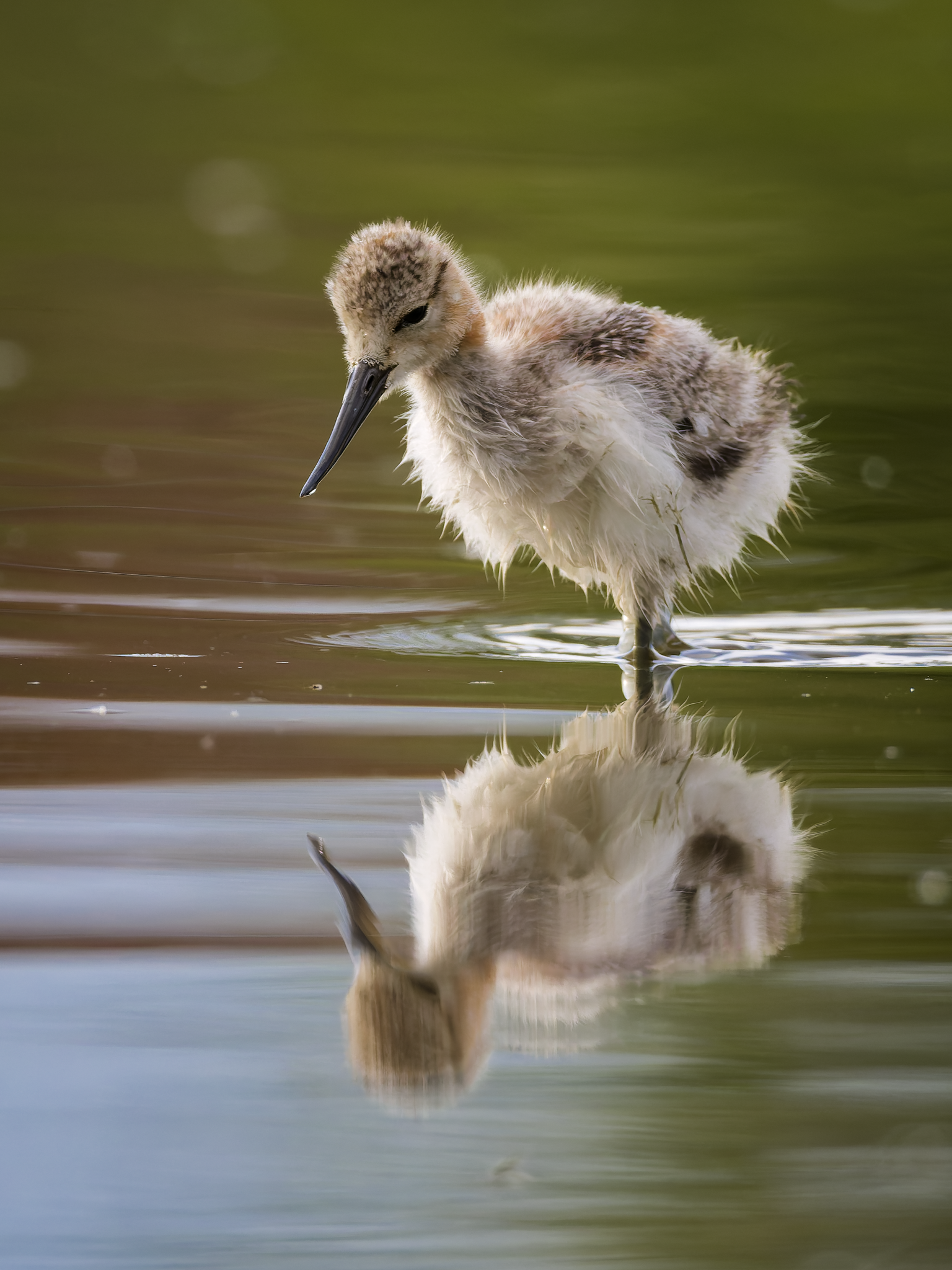 Avocet baby 2.png