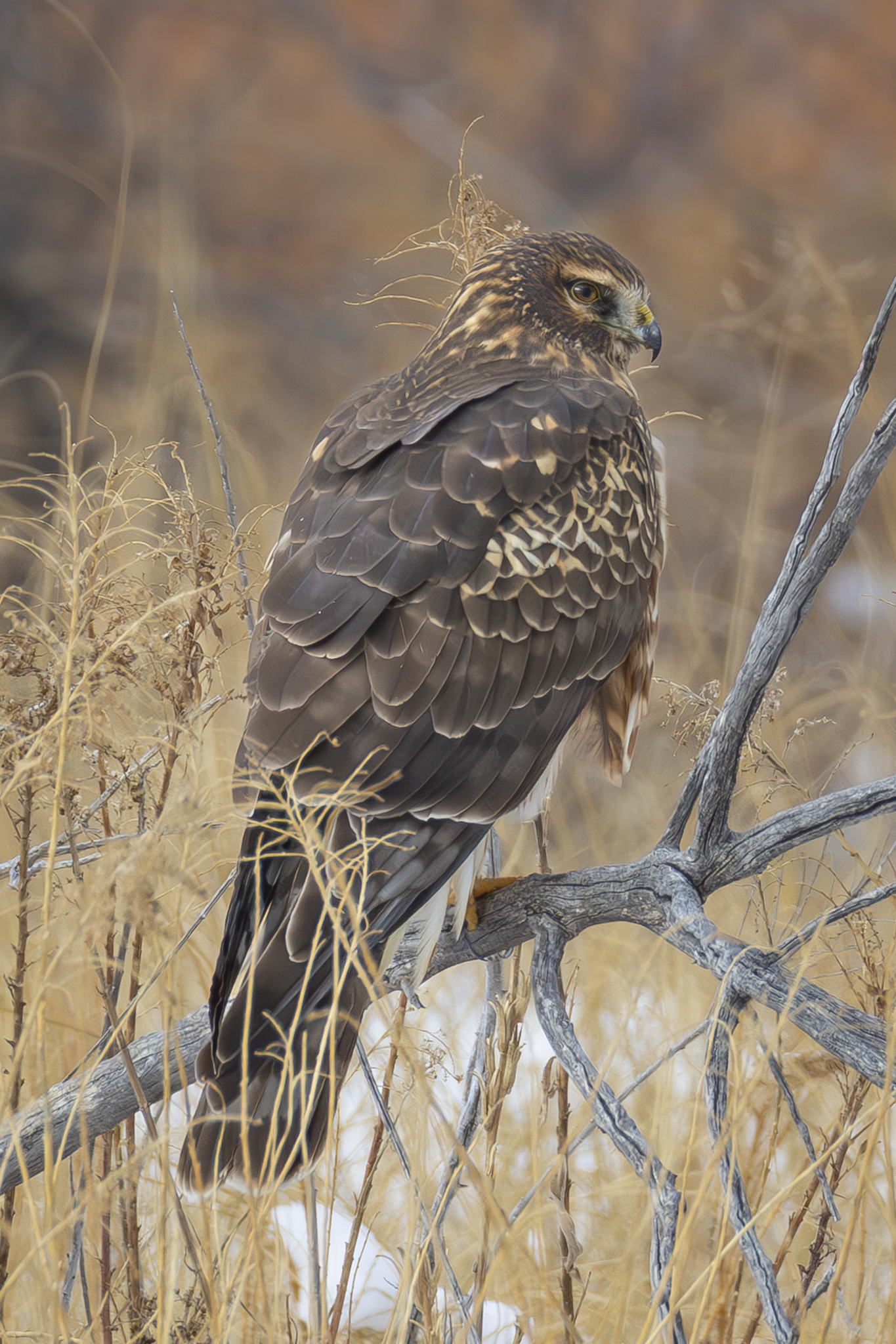 Northern Harrier.png