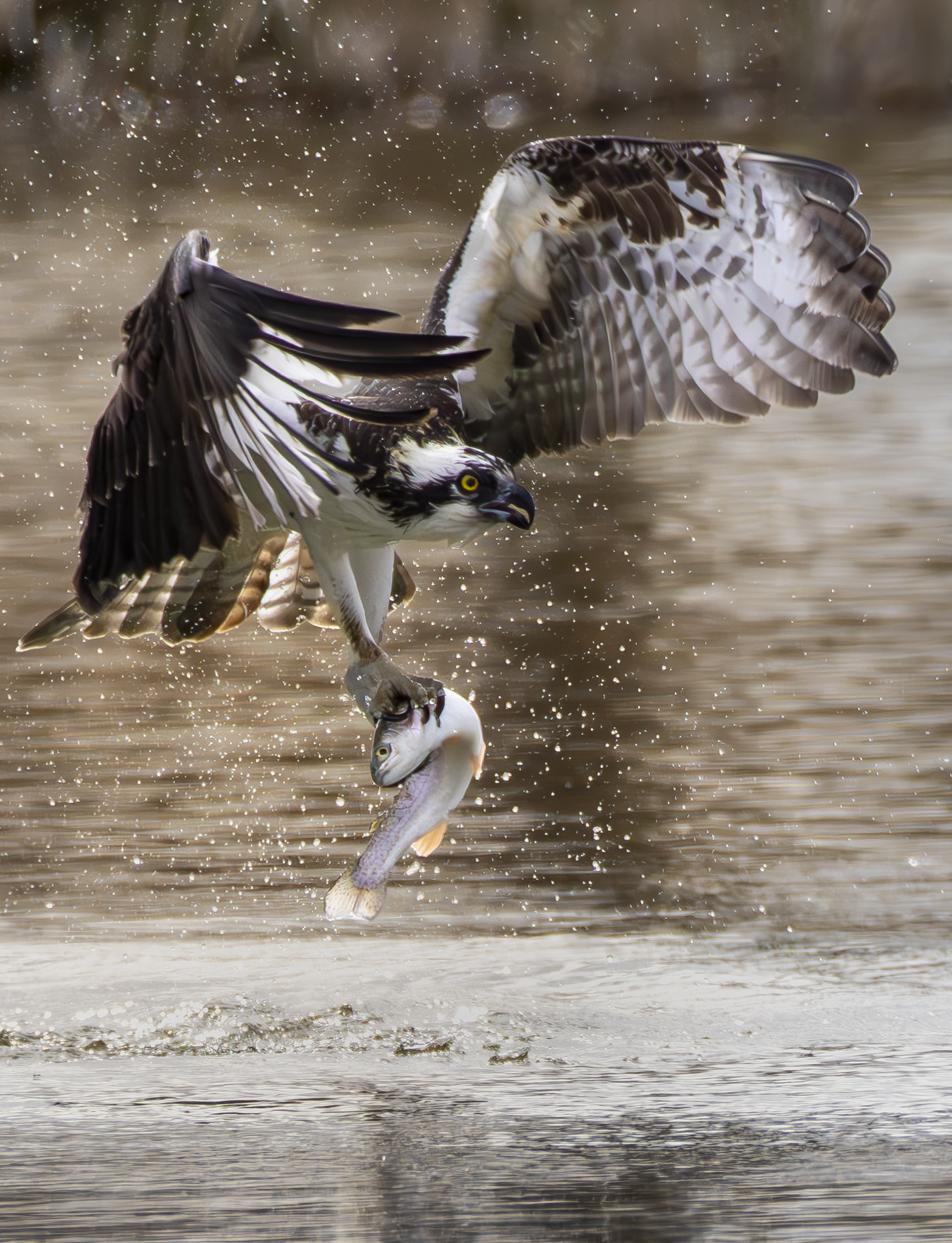 Osprey 1.png