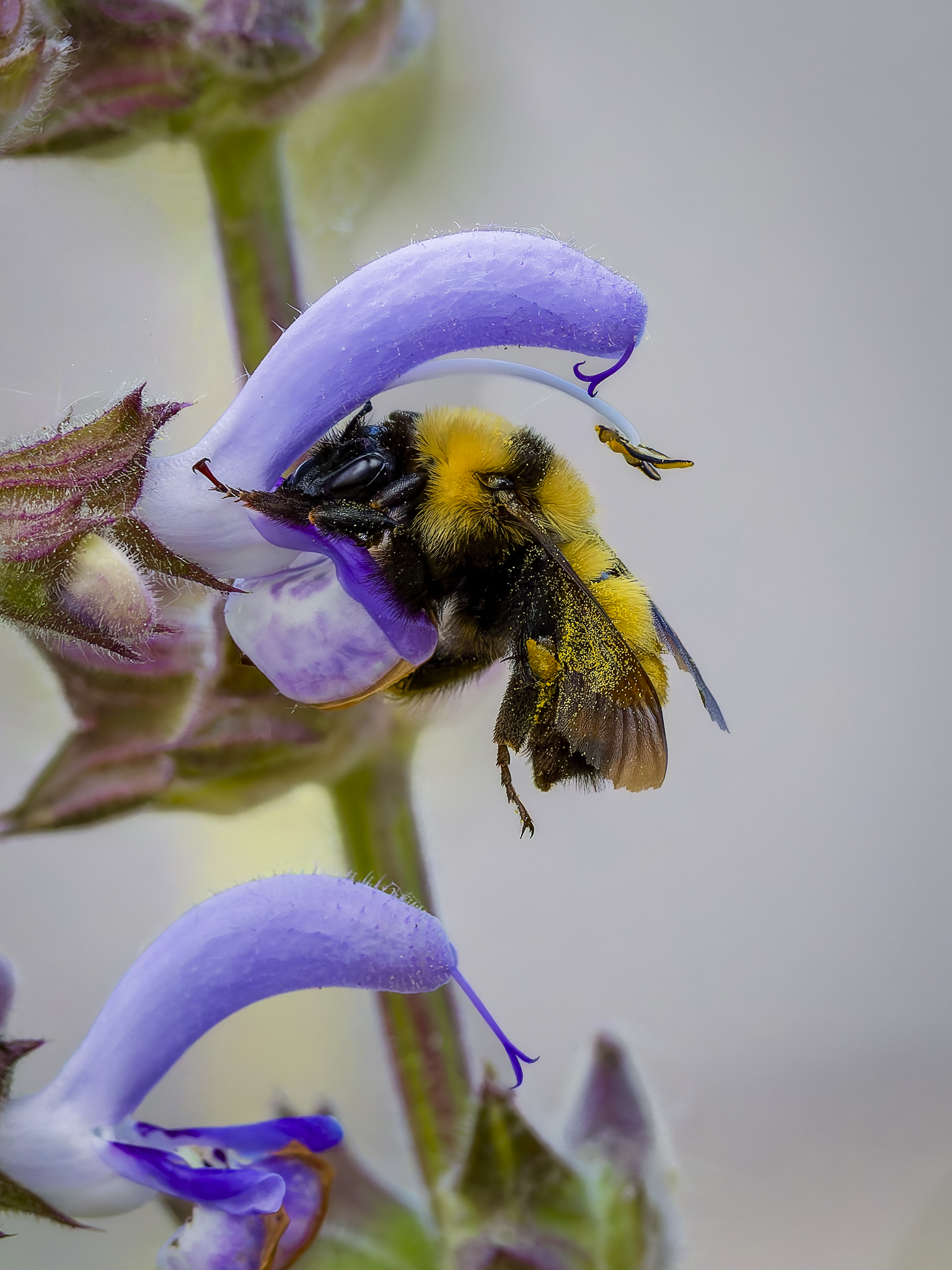 Bee.png