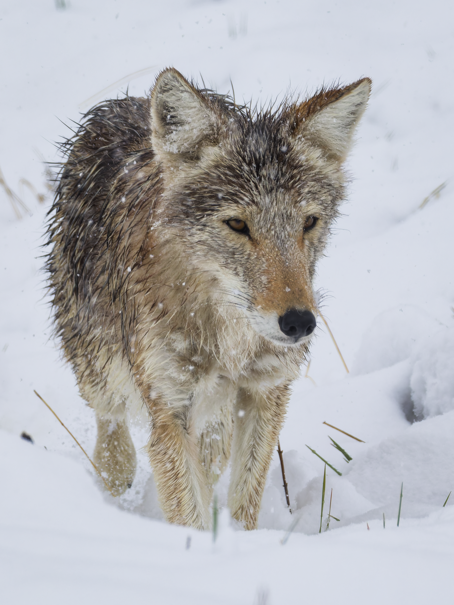 Coyote 2.png