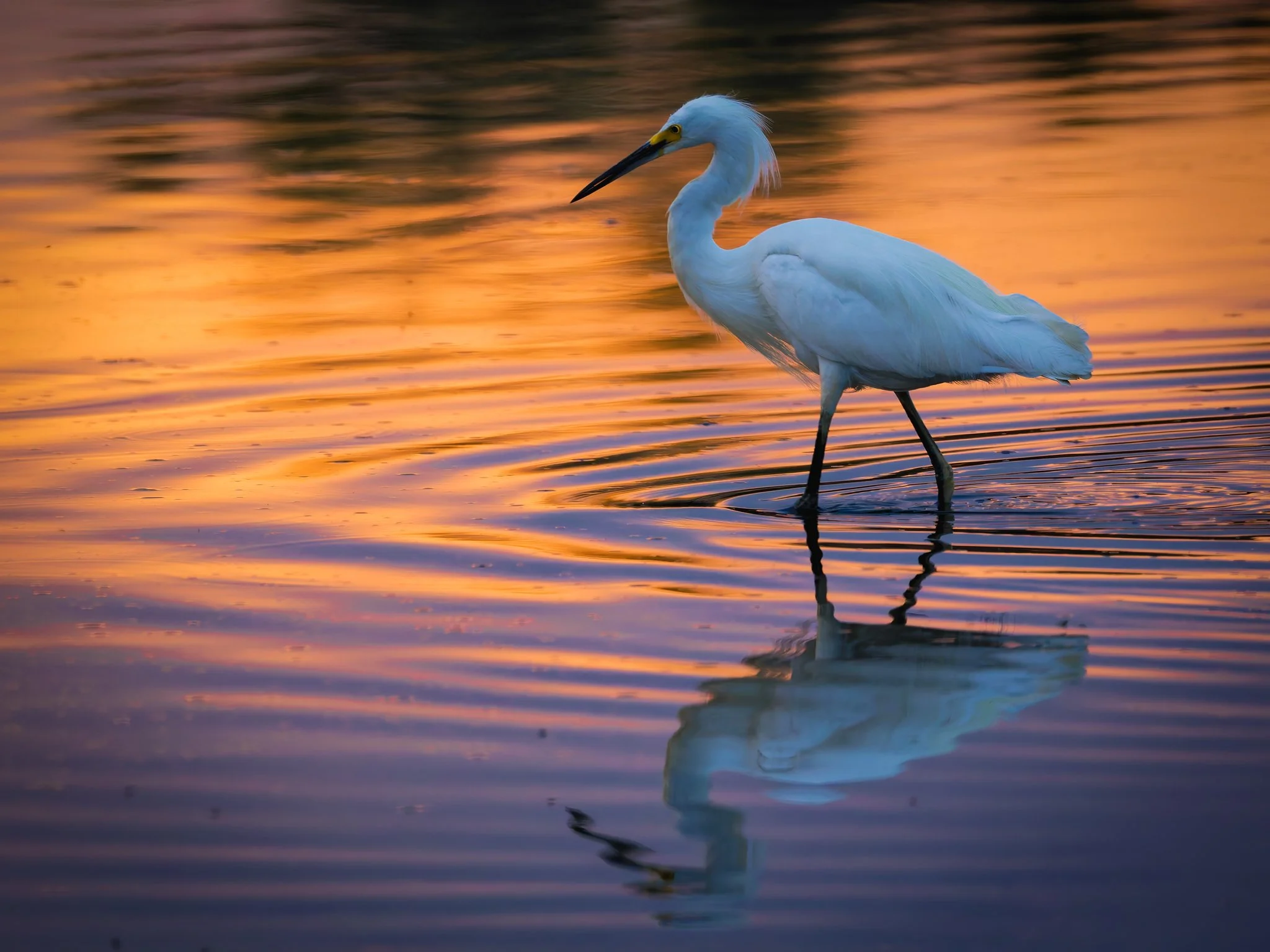 Egret at Sunset
