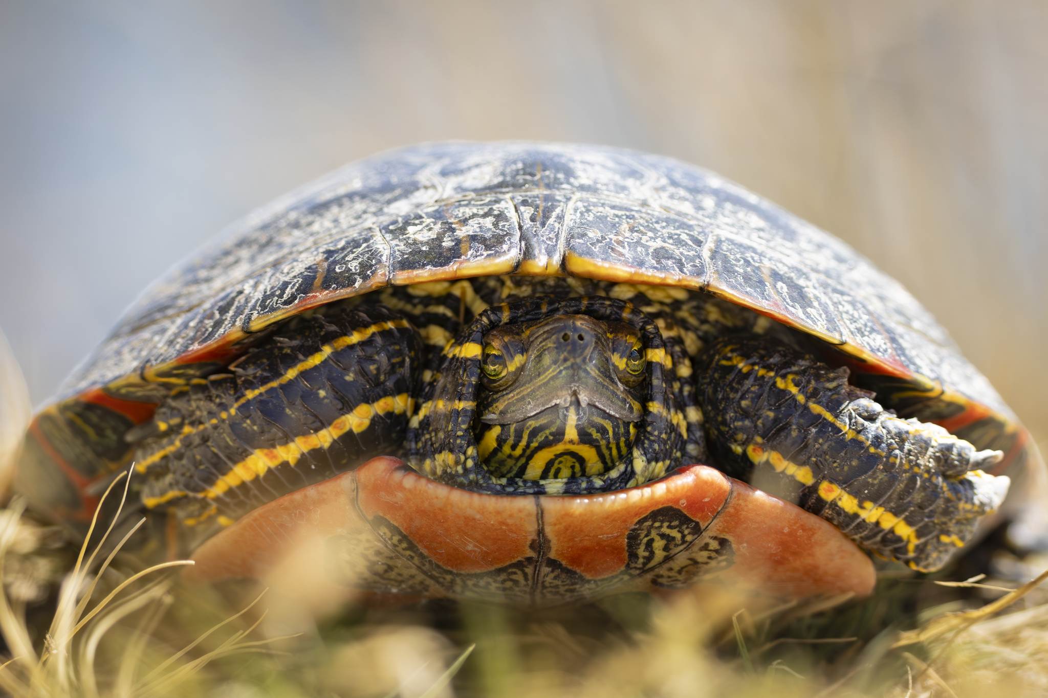 Turtle 1.png
