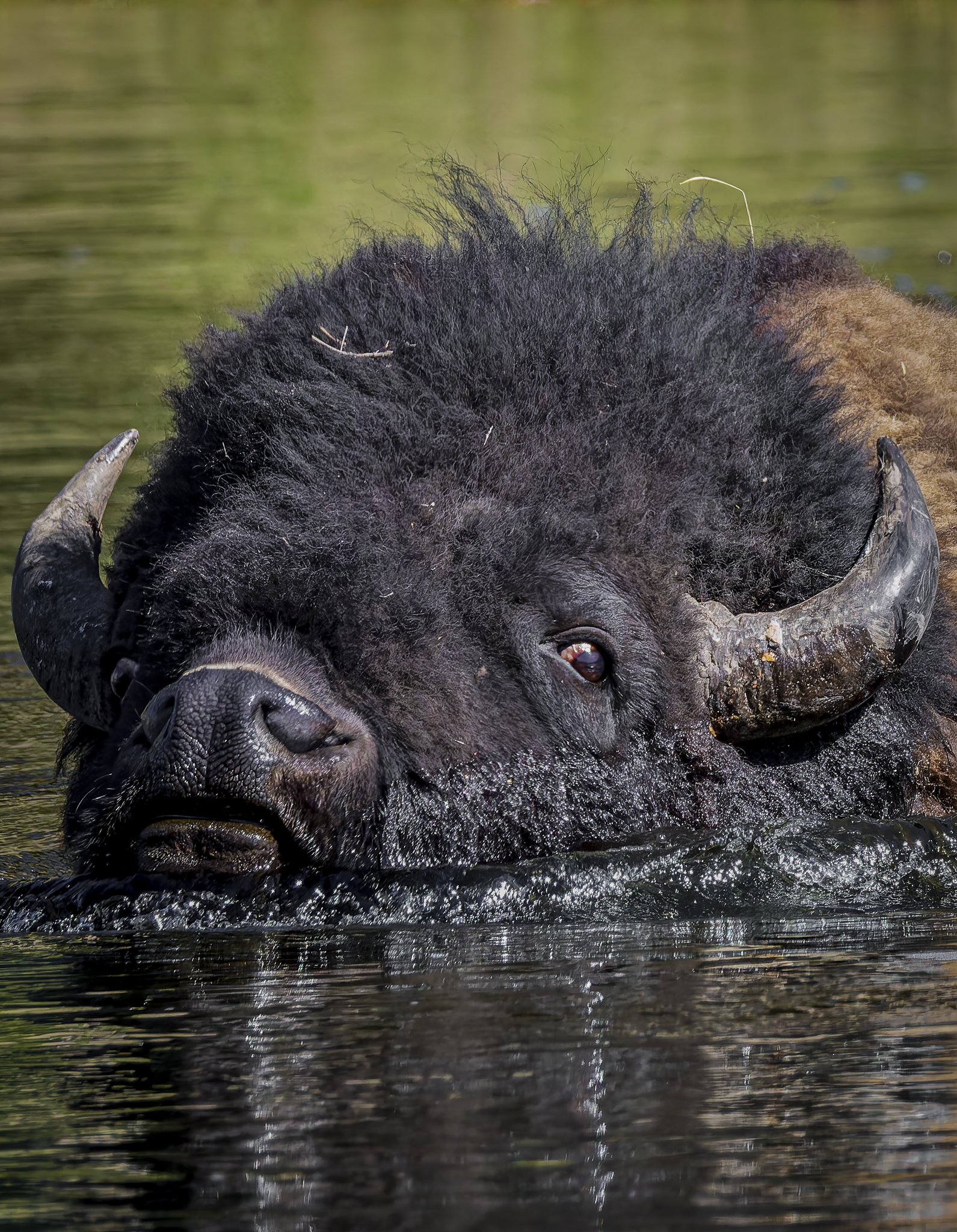 Bison head 1.png