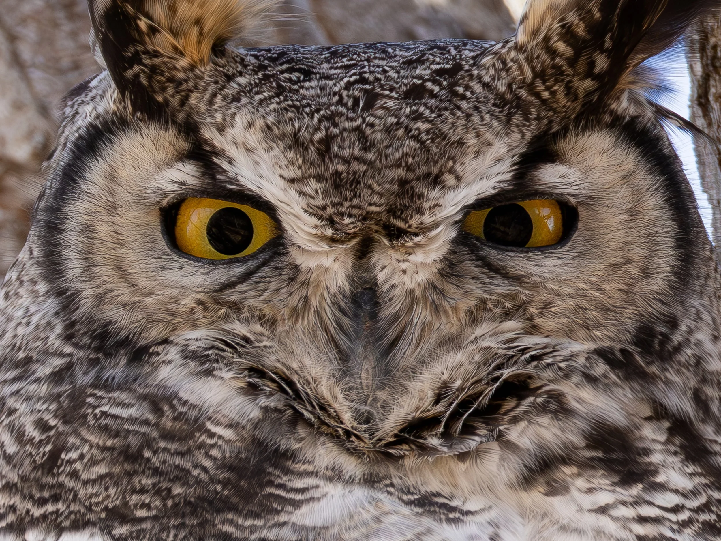 Owl Cover_Up.jpg